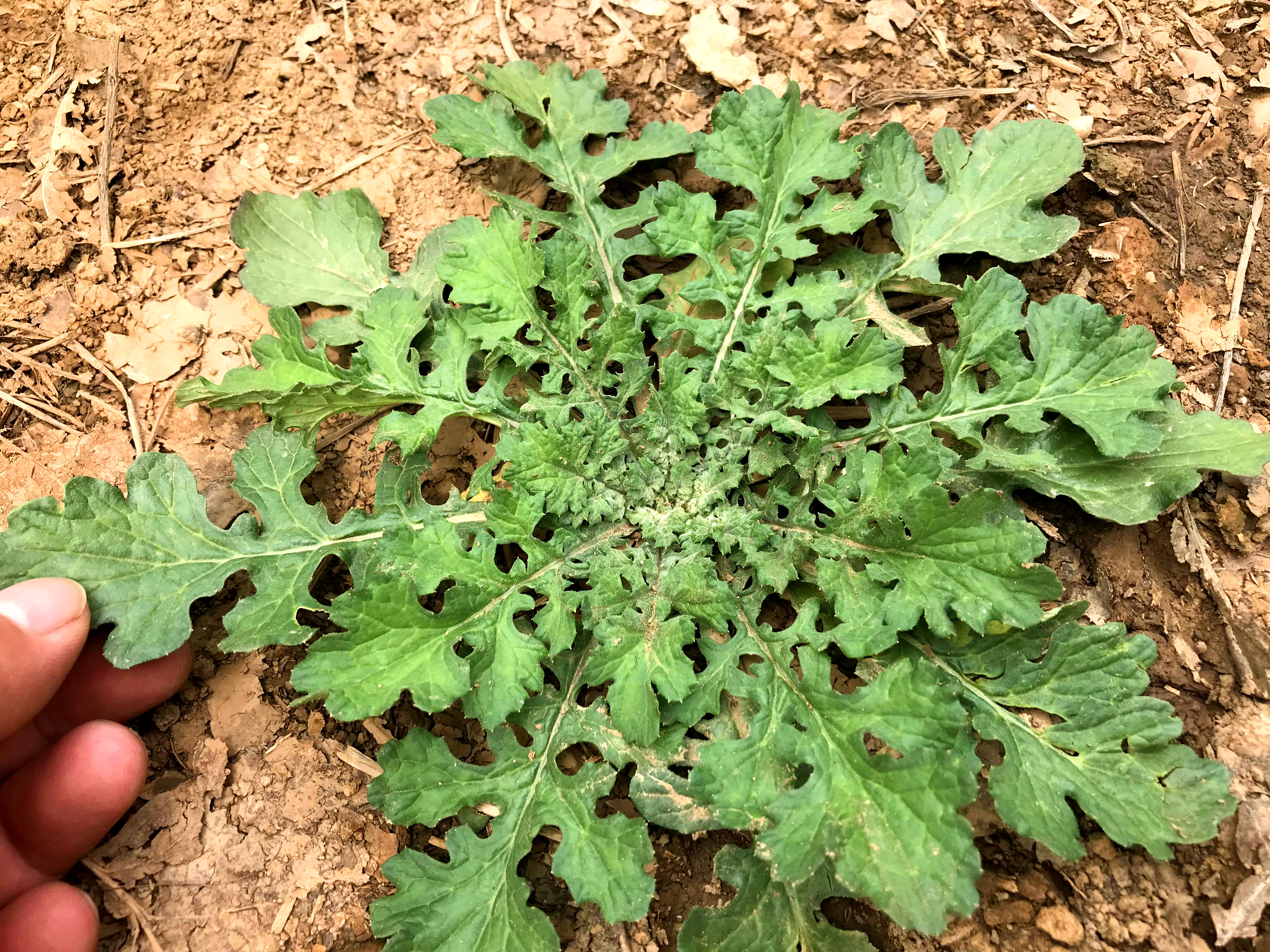 泥胡菜你认识吗?田间的大宝贝,它的好处与价值我也是刚知道