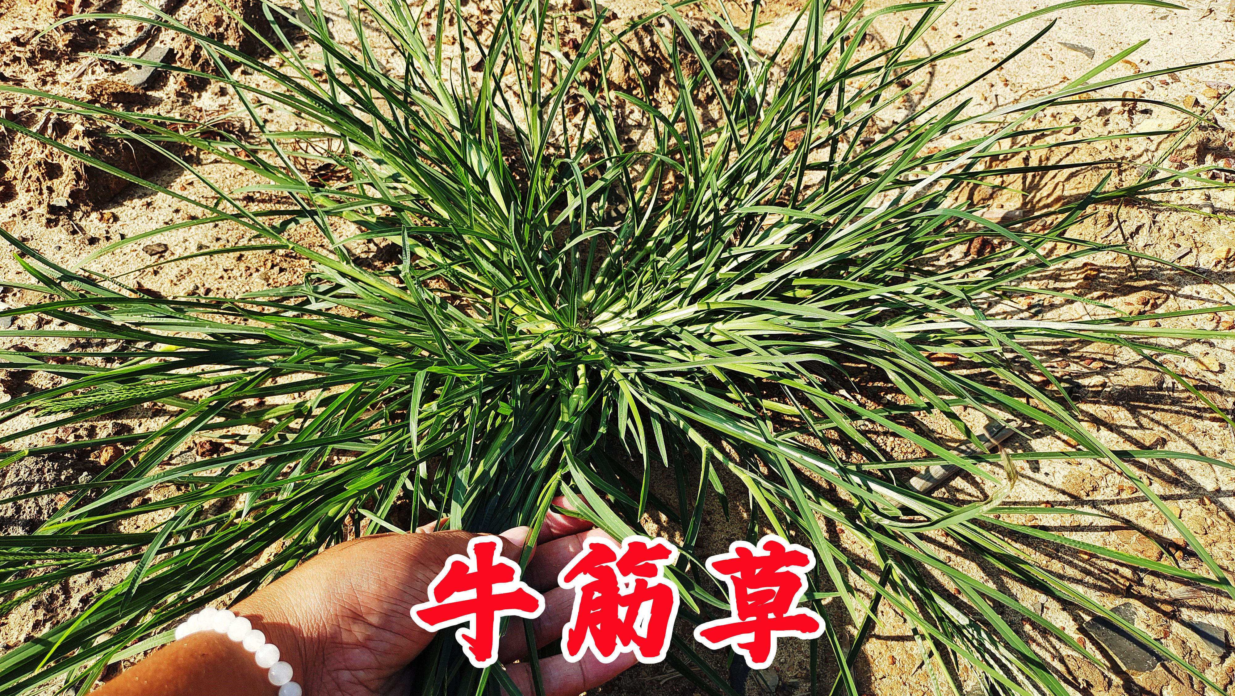 农村的牛筋草是个宝,懂它的人抢着挖回家,用来煮鸡蛋价值很珍贵