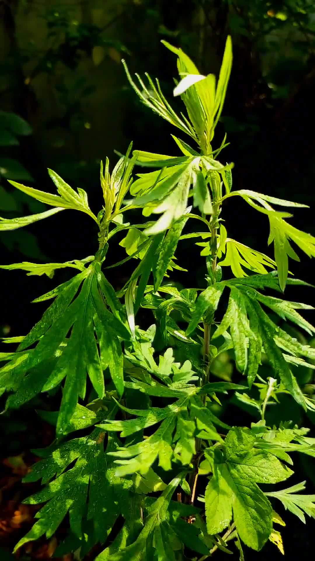 它的香气中有爱的味道.艾草端午节端午安康