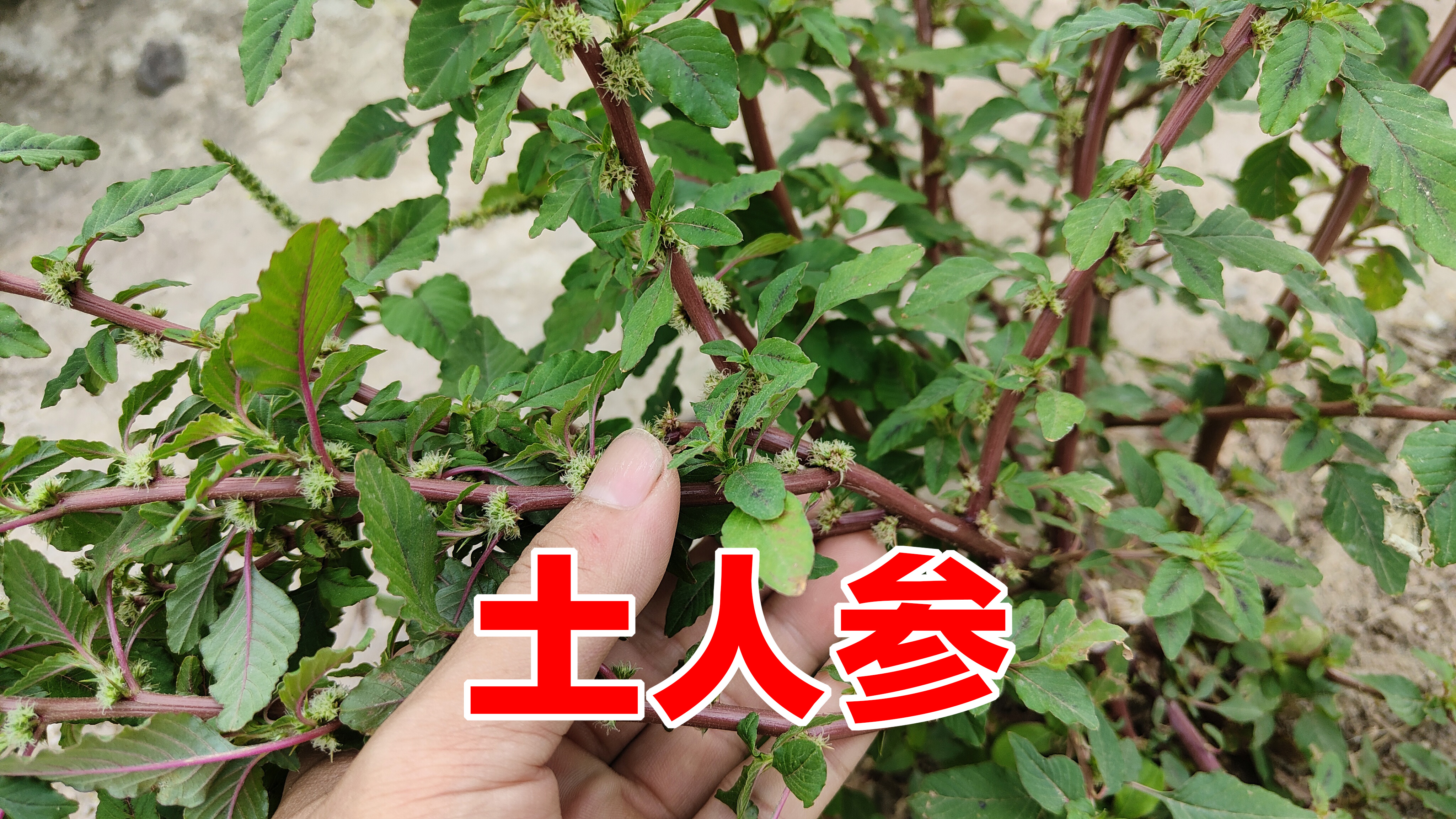 农村刺苋被人称为“土人参”，用来煮水作用厉害了，遇见挖些回家