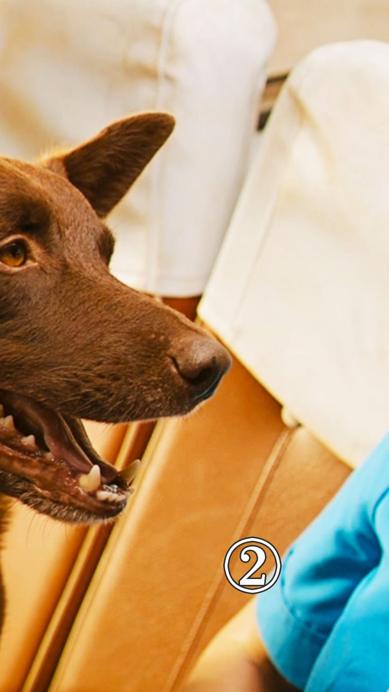 狗狗用尽一生寻找主人《红犬历险记》