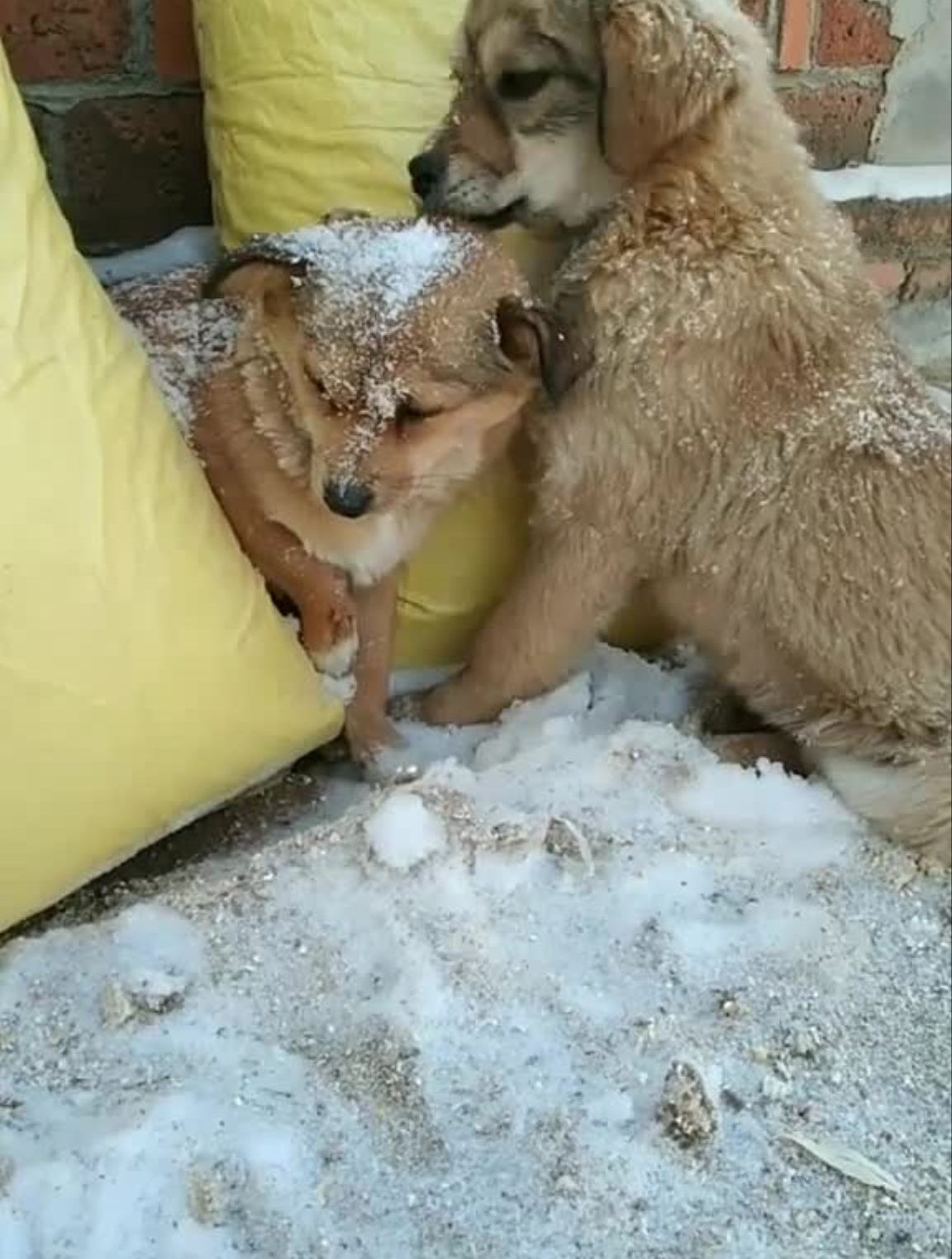 妈妈不要怕有儿子保护你,冷了儿子