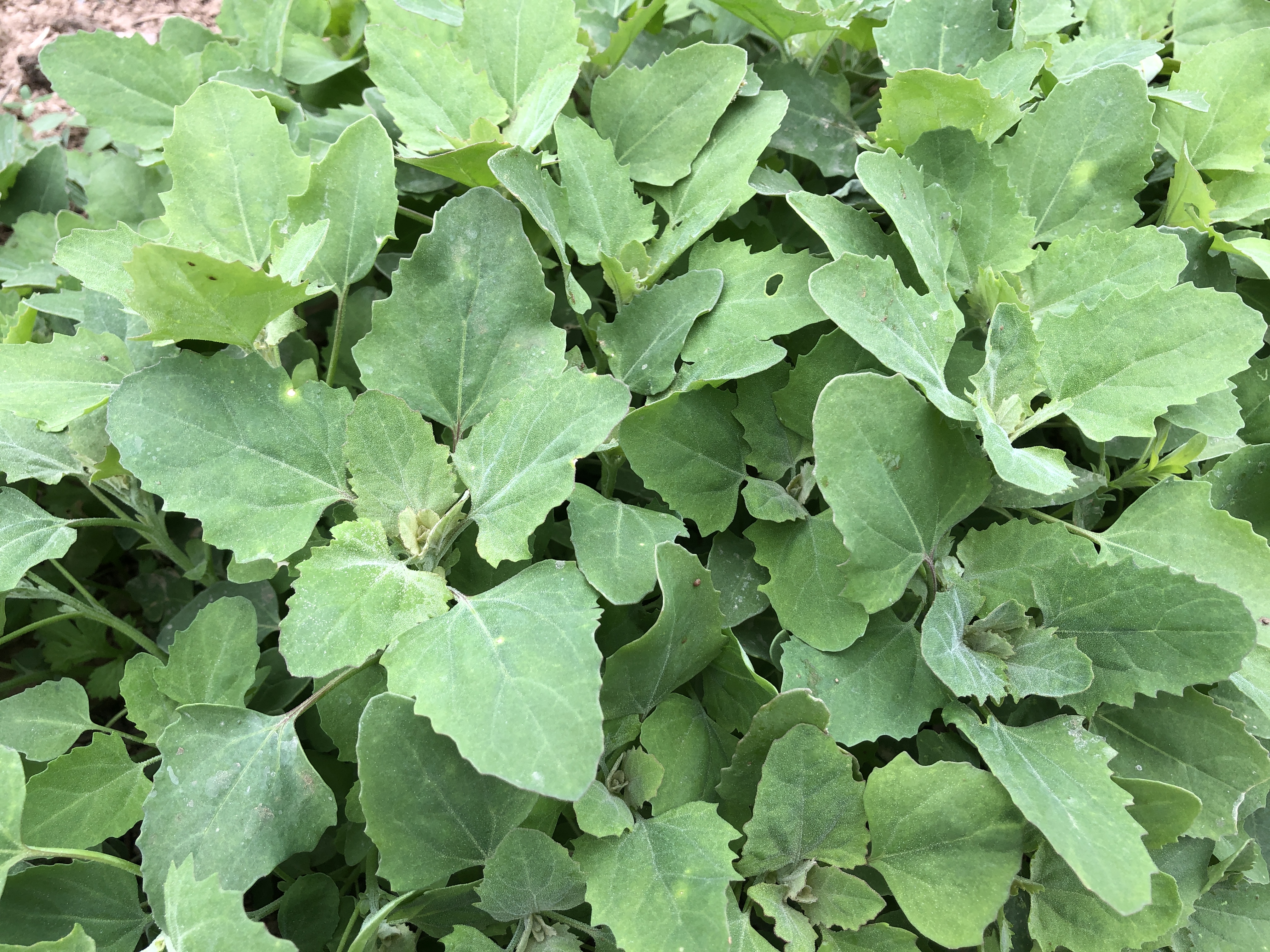 农村这种野菜都是成片生长的,营养丰富很受人们的喜爱,你吃过吗