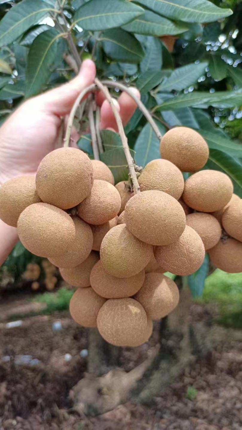 广东高州水库老树龙眼储良石硖桂圆剥皮饮用水源保护区果园-度小视