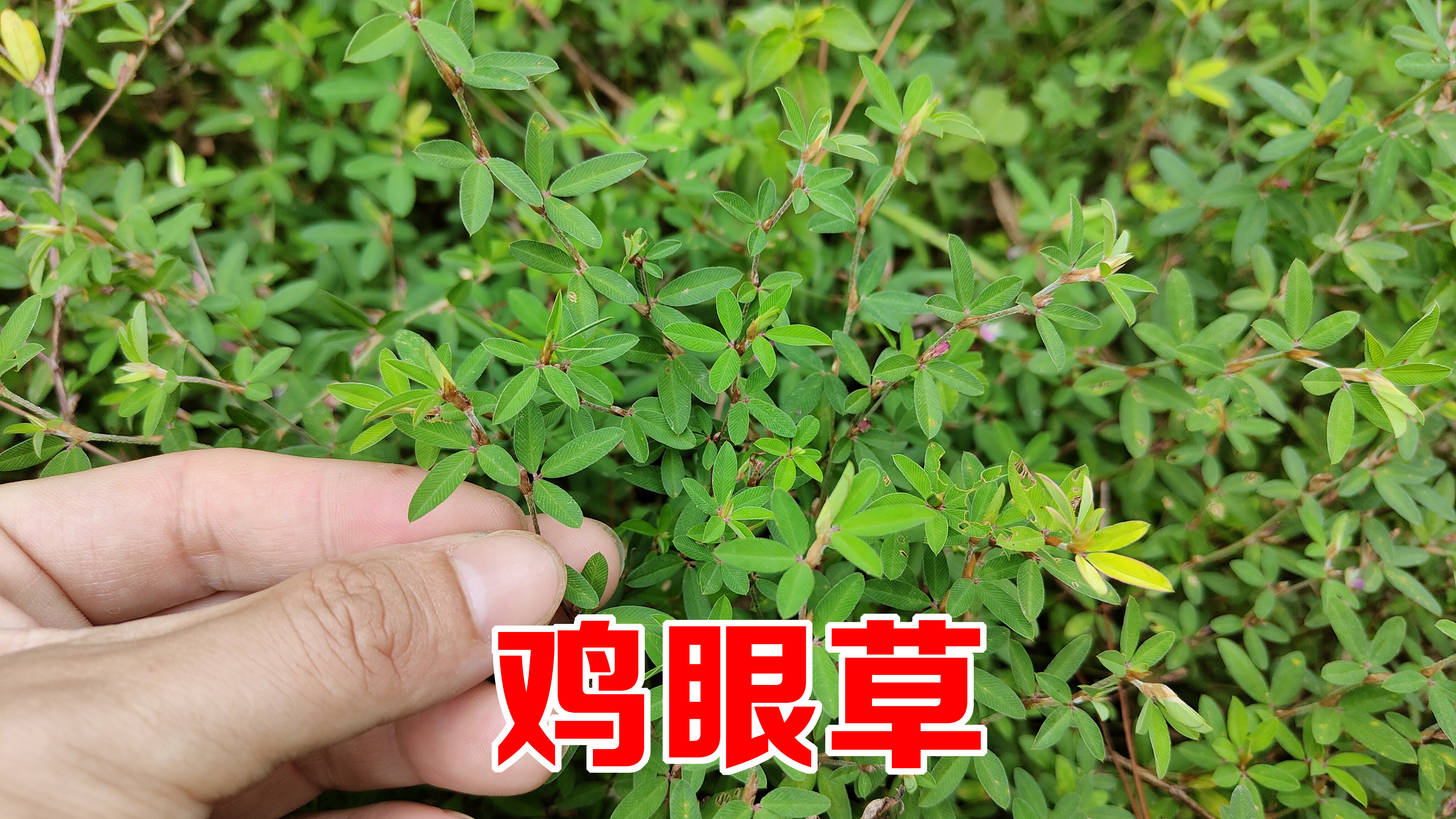农村“鸡眼草”火了,号称“结石克星”,这3大妙用很多人不知道
