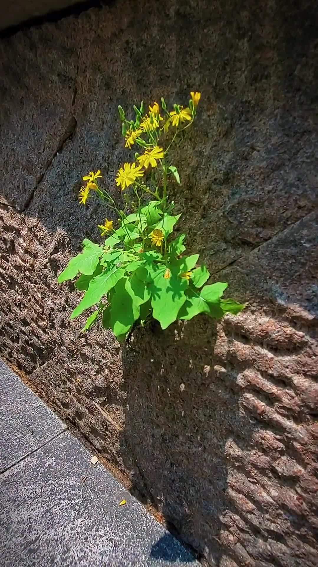 慢慢去适应就好!顽强的生命力绝处逢生治愈系