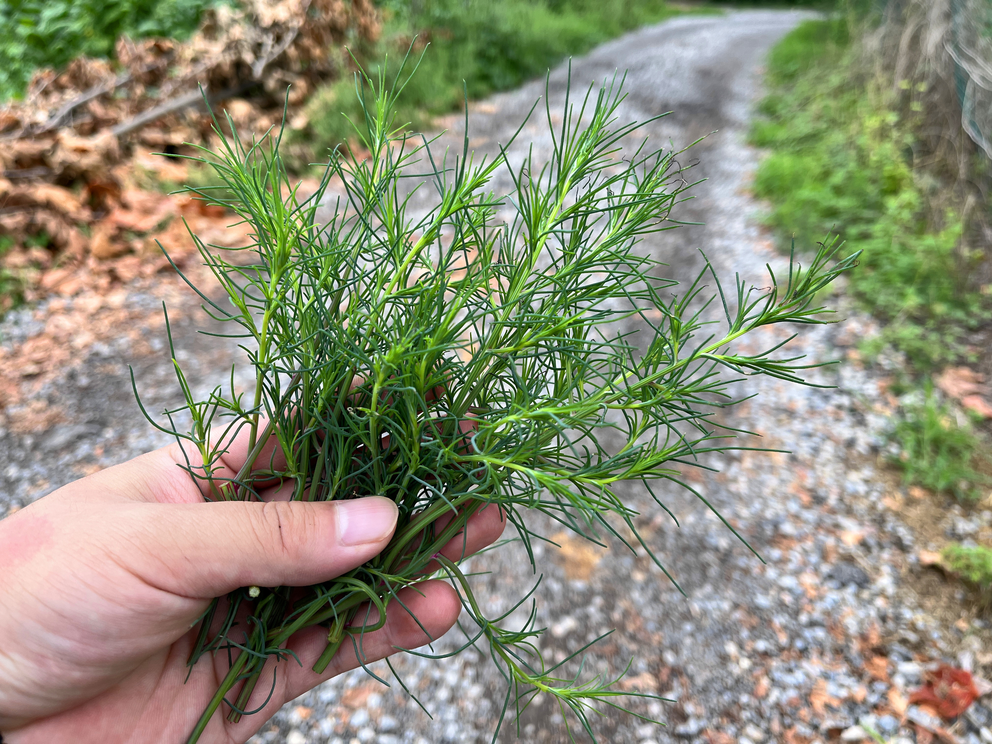 猪毛菜又叫蓬蓬草,它是夏天最好吃的野菜,很多人都没见过