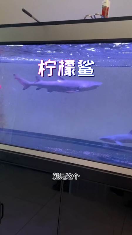 柠檬鲨和白鳍鲨大快朵颐的时候,皱唇鲨还在那蹭玻璃……-度小视