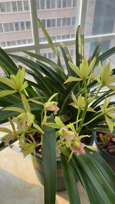 十八格格兰花欣赏——老花匠的日常-度小视