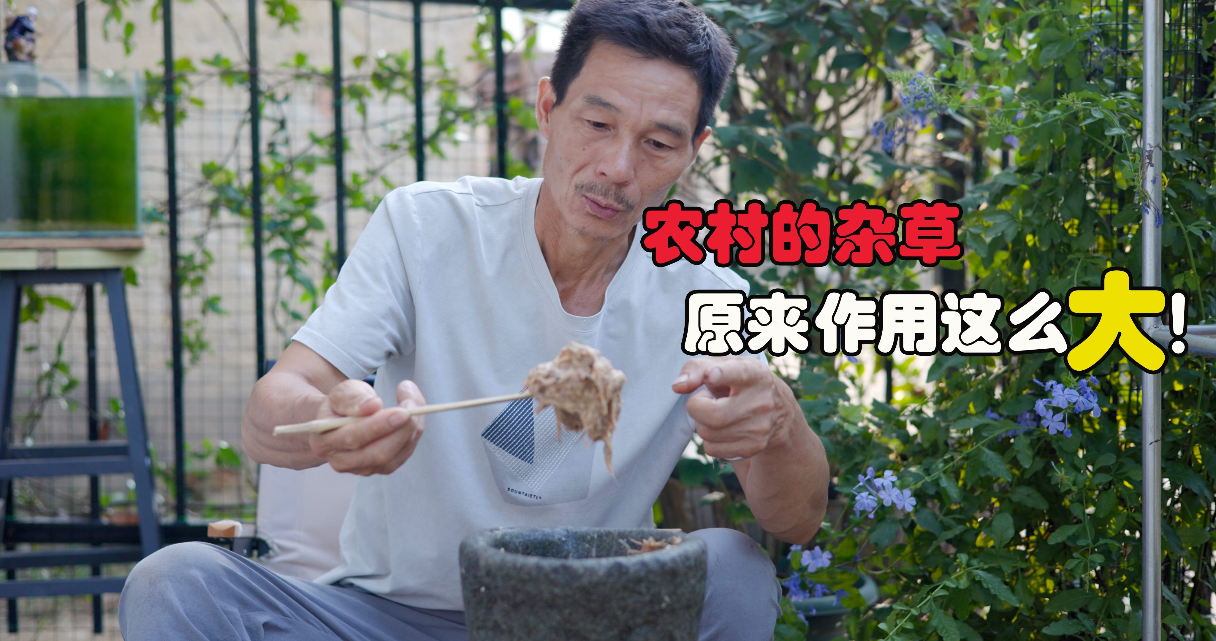 你知道吗?农村常见的“杂草”加韭菜根!竟是中医常用跌打损伤药