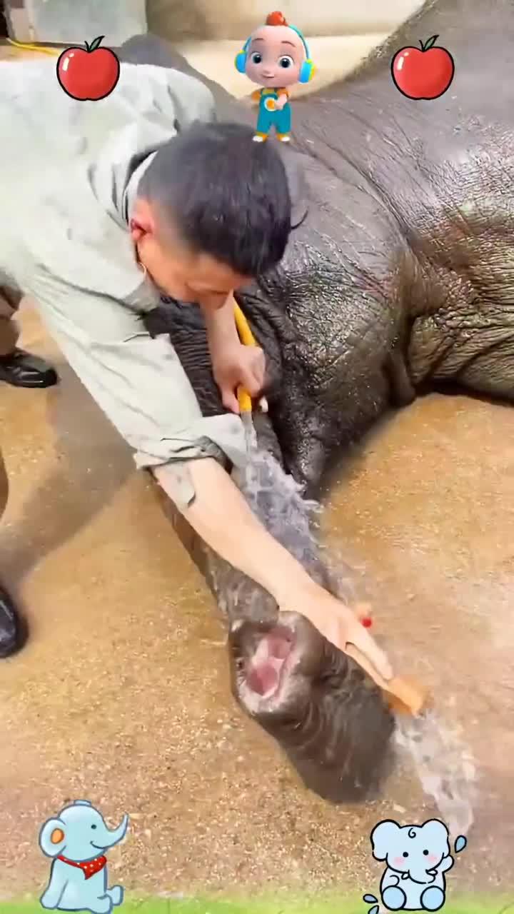 爱洗澡的大象