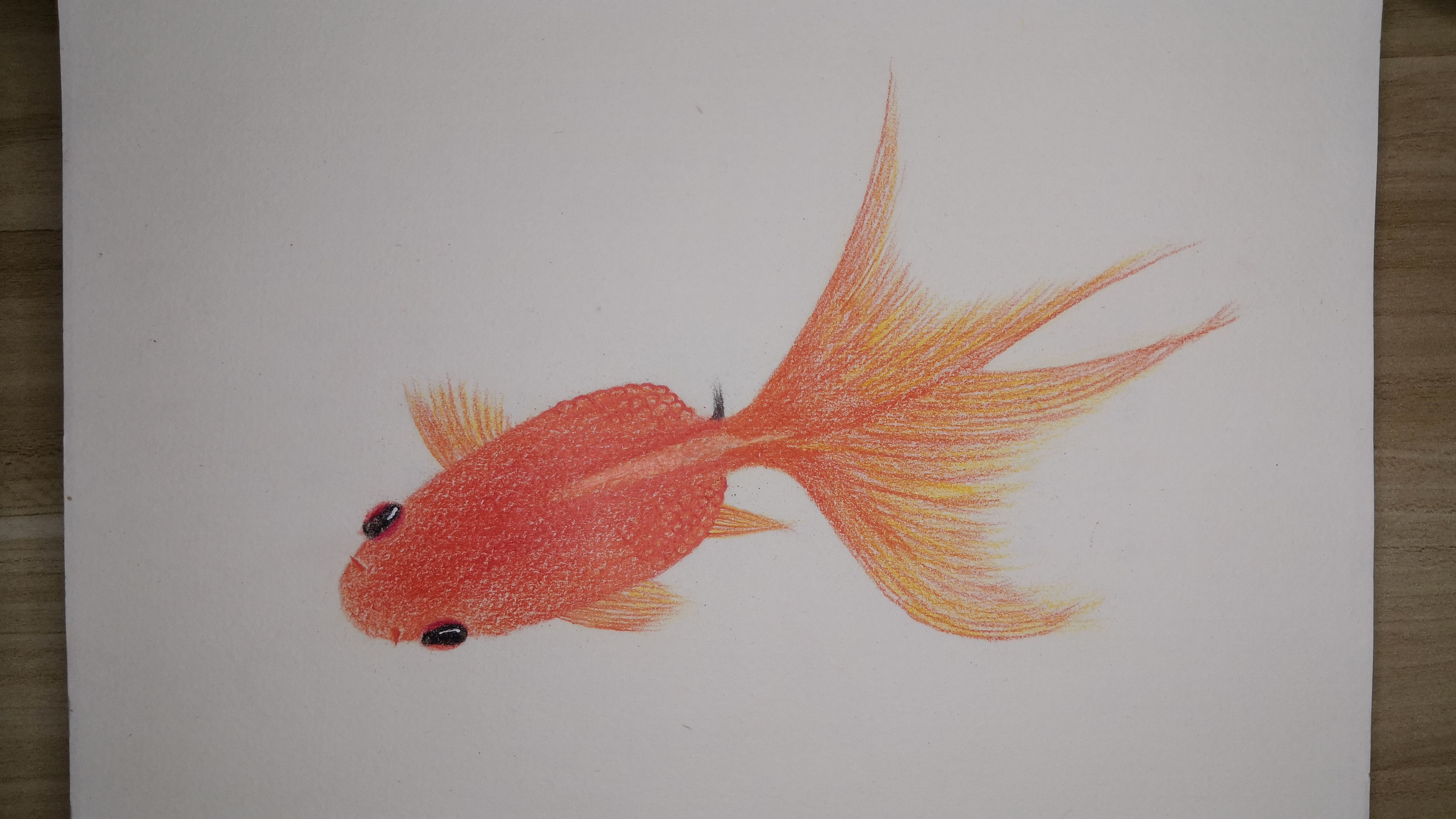 「彩铅」彩铅打卡(35)彩铅金鱼教程