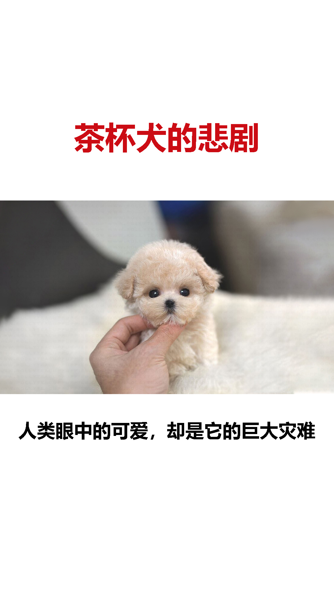 茶杯犬有多可爱这场悲剧就有多残忍