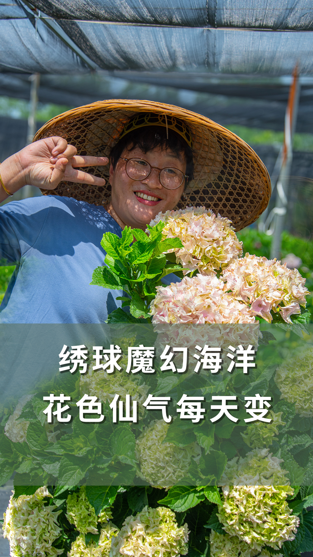 绣球魔幻海洋,花色仙气每天变「海妈植物推荐」