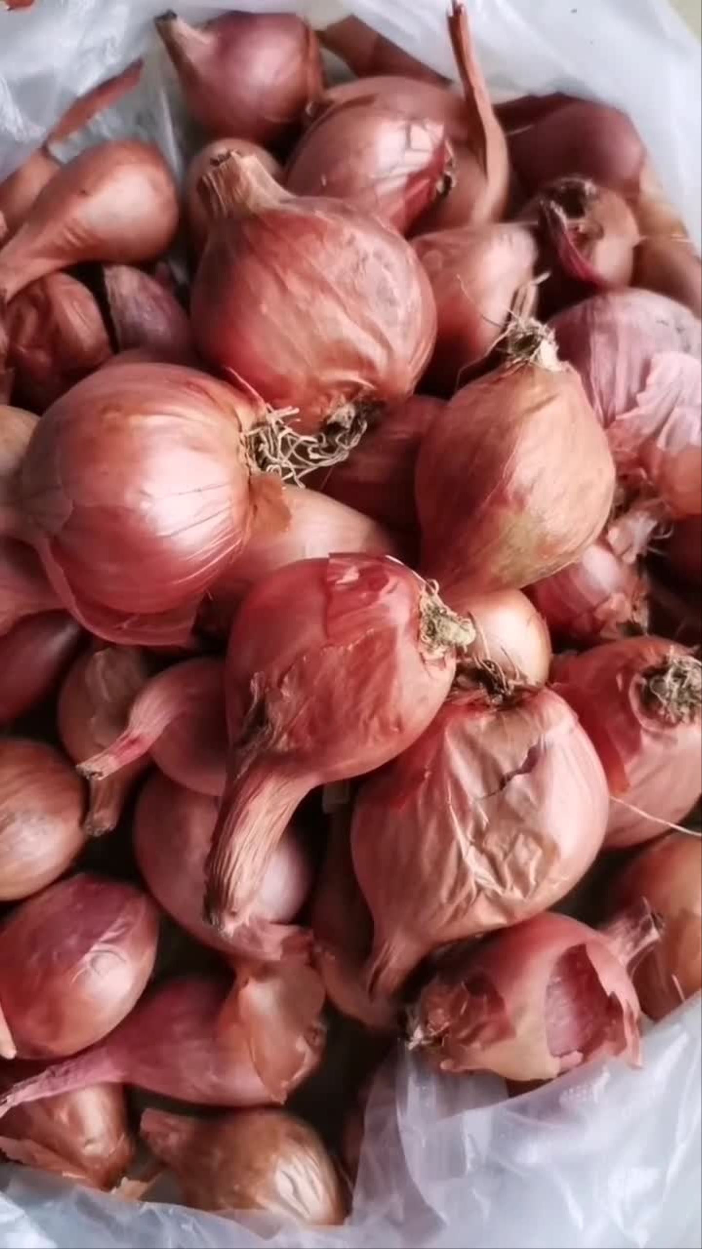 毛葱这样储存,来年种个个长大头