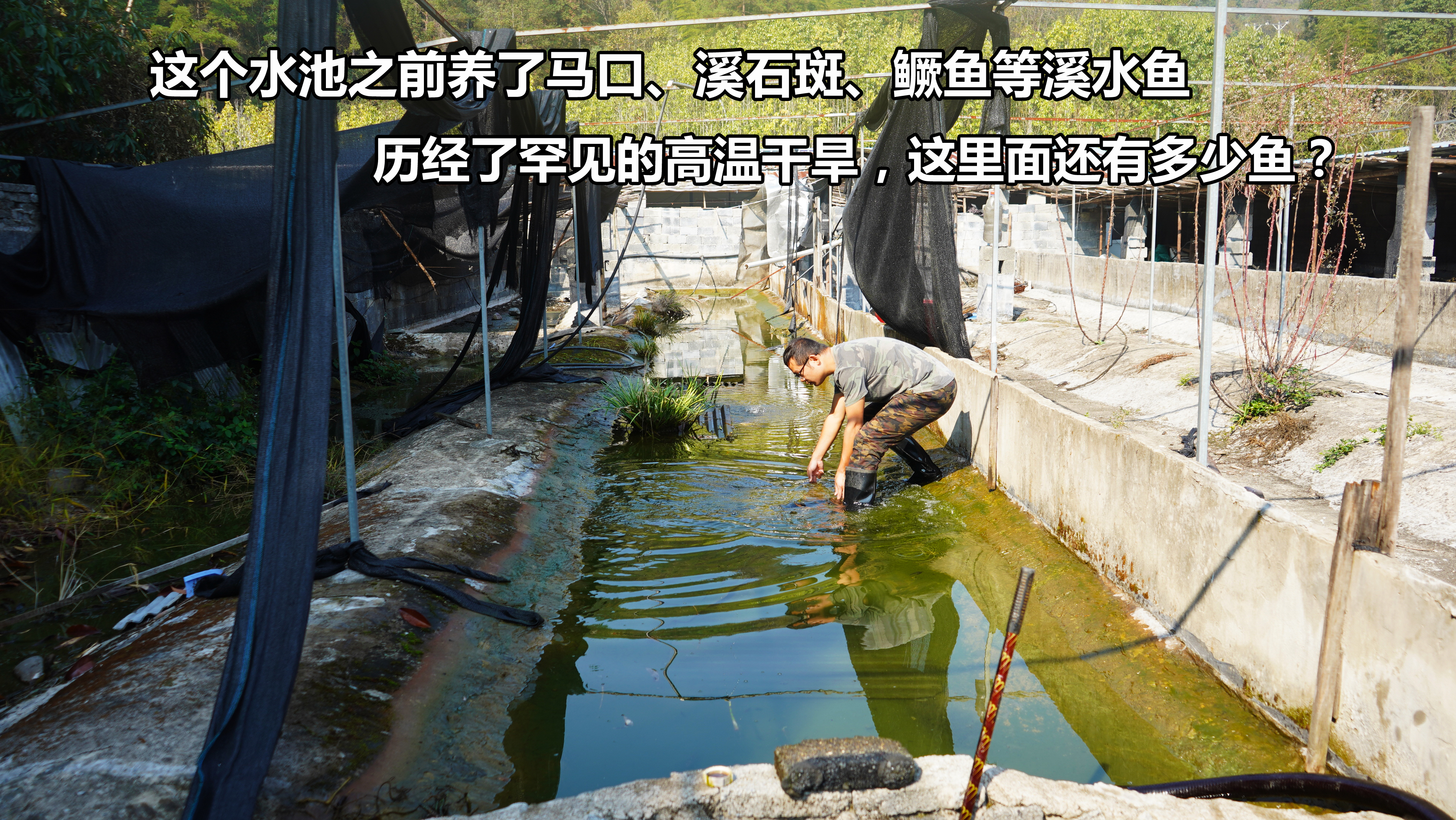 之前这个池养了鳜鱼、溪石斑、马口,经历了罕见的高温后还有鱼吗