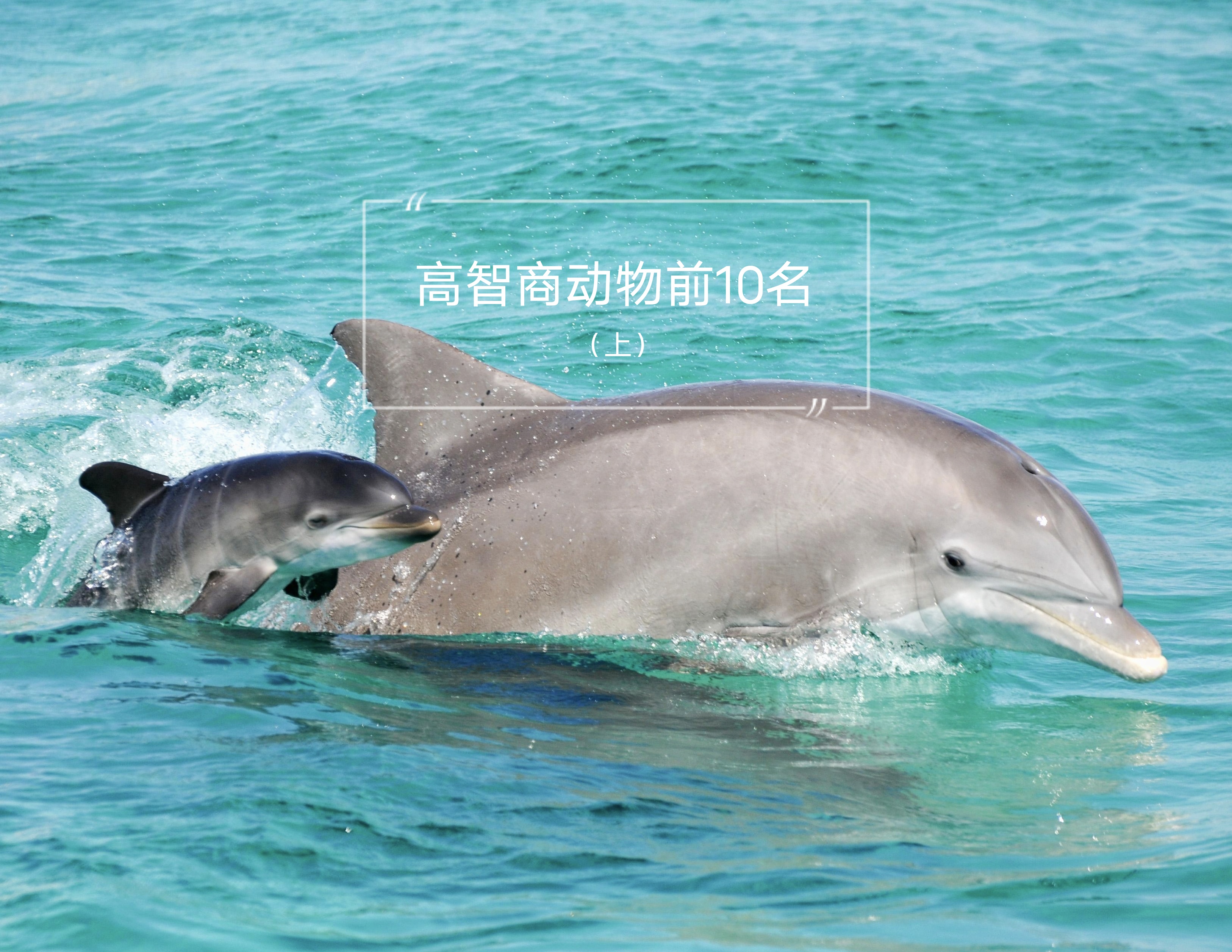 《世界十大高智商动物排行》(上)海陆空都有,来涨知识啦