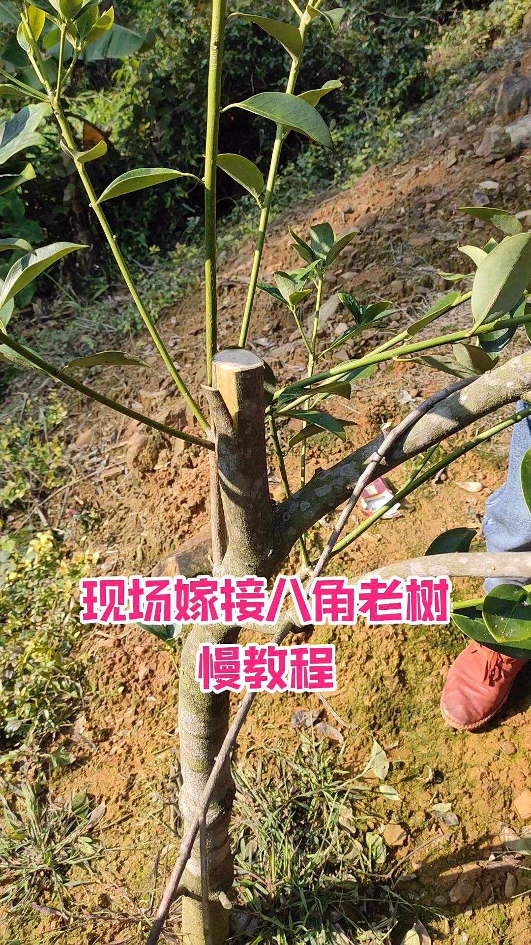 嫁接八角老树慢动作教程来了