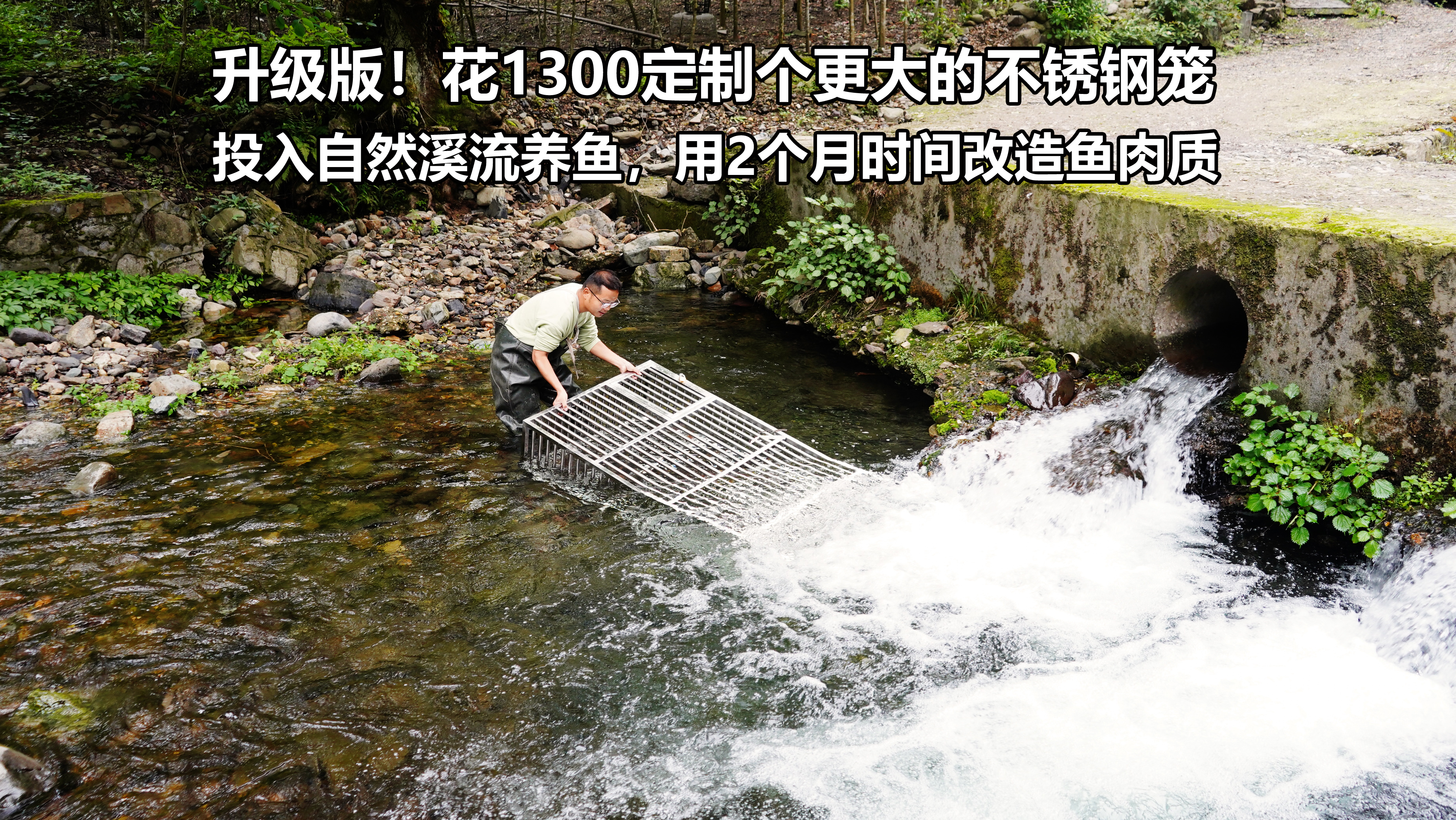 升级版！1300定制更大空间不锈钢笼放入溪流养鱼，这回改造70斤鱼