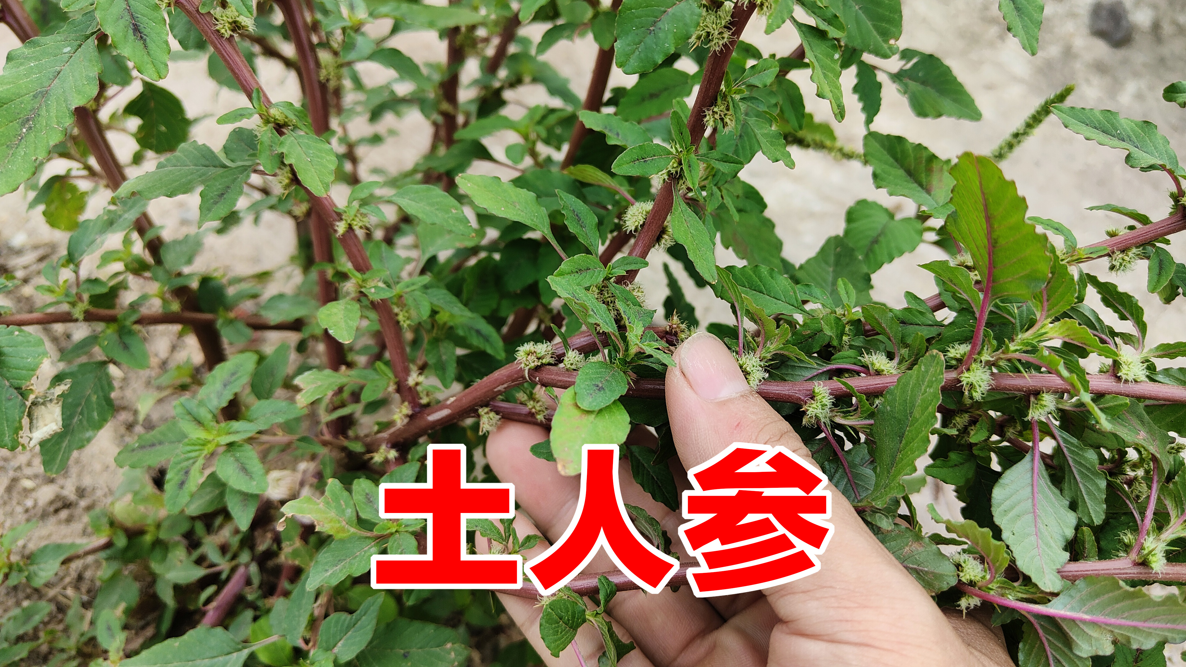 农村刺苋又名“土人参”，用来煮鸡蛋作用厉害了，懂的人当宝