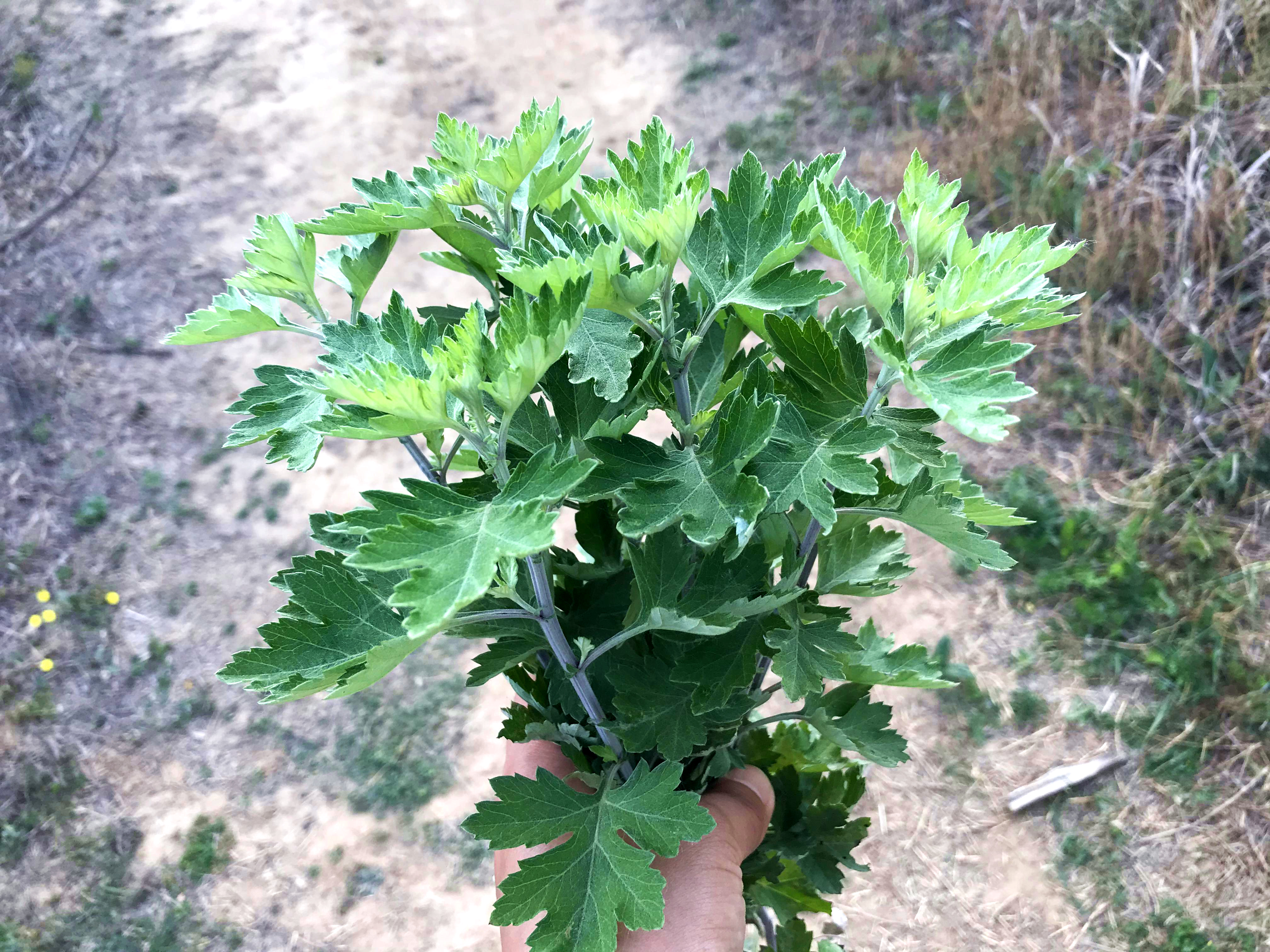 [图]艾草烧成灰有3妙用,端午节,家家户户用得到