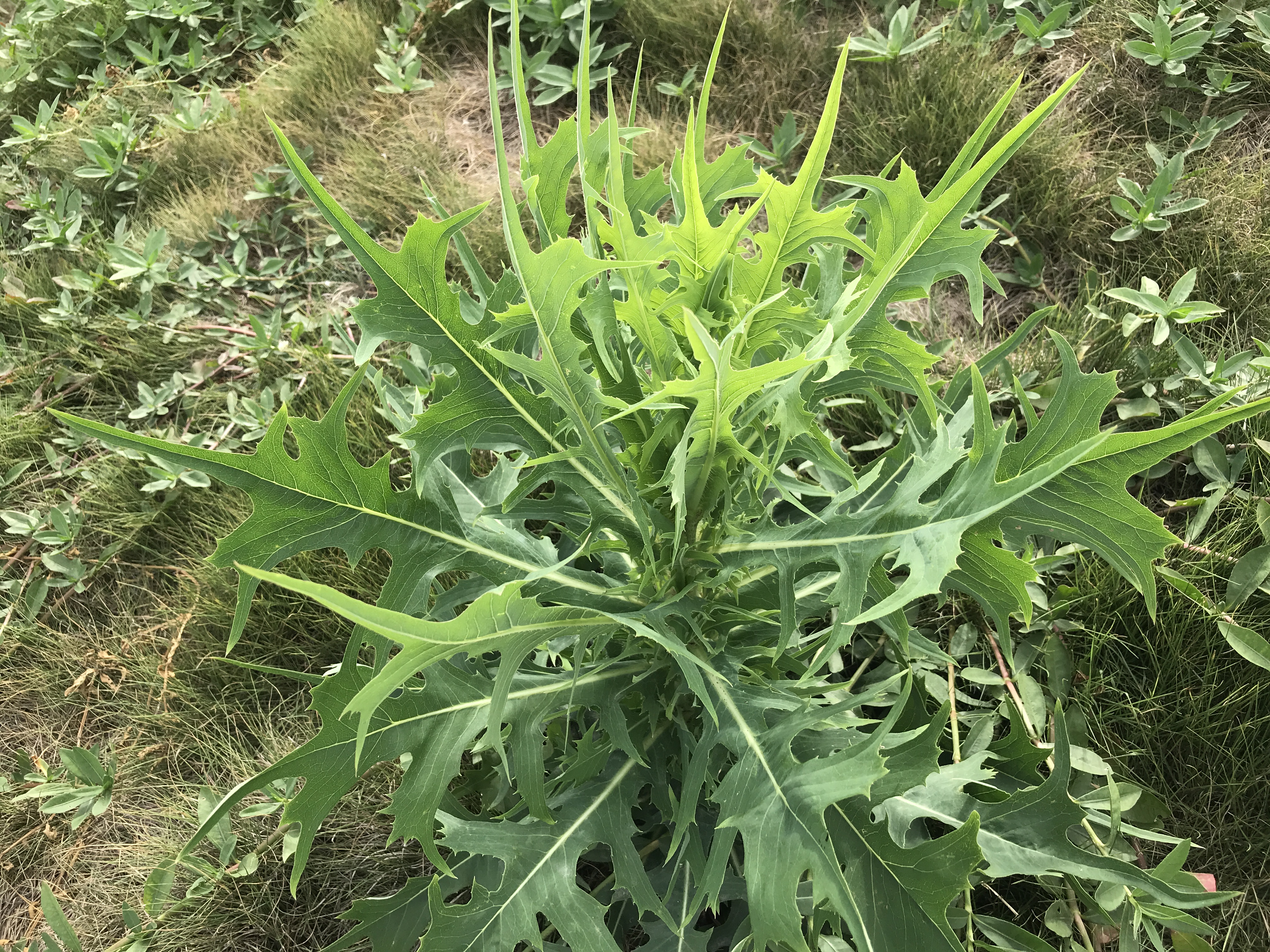 农村的苦菜是个宝,对人身体有啥好处?看完视频就知道了