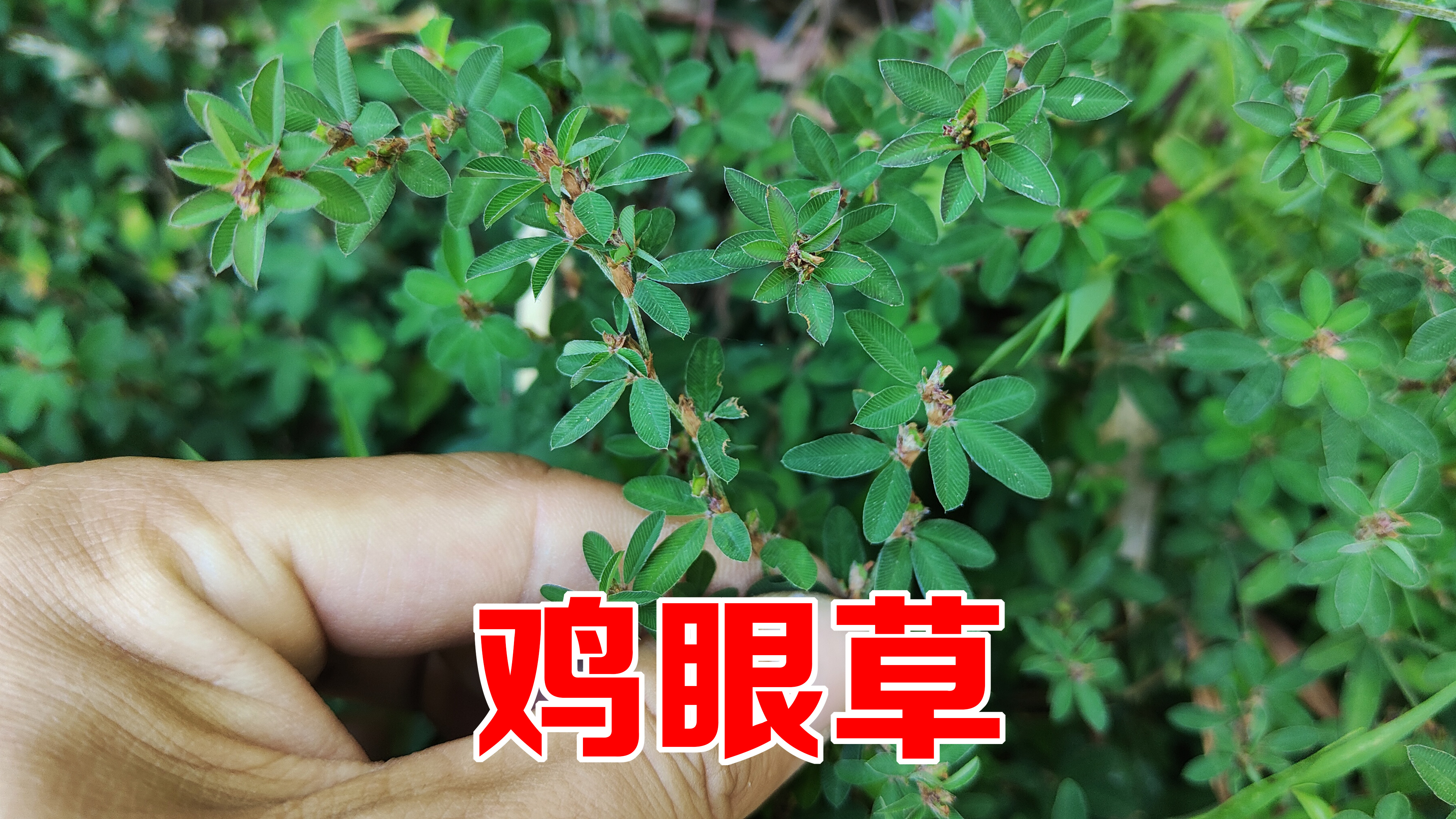 农村路边的鸡眼草,被当地人称为“结石克星”,用来煮水价值大!