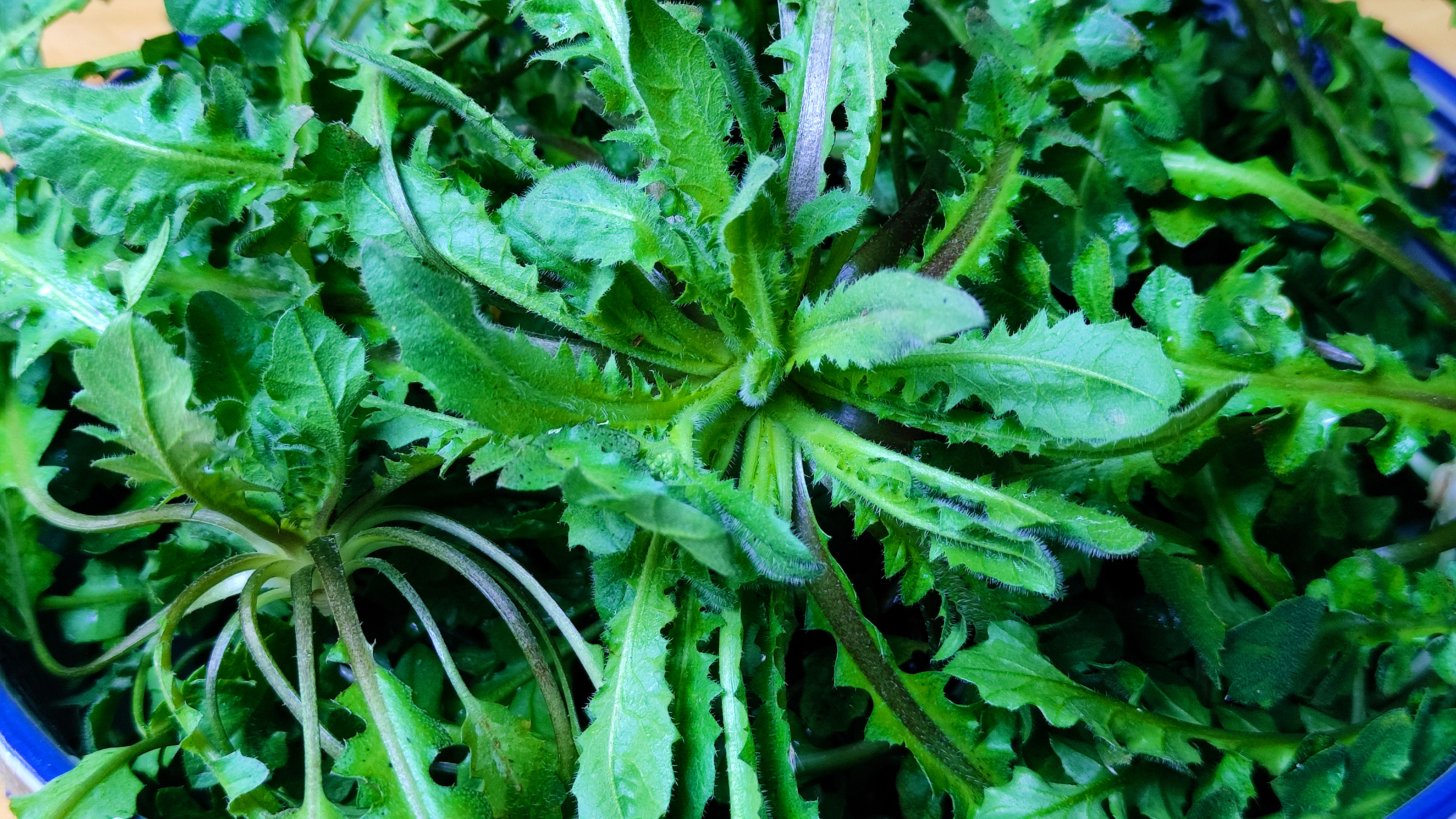 春天要多吃荠菜,教你新吃法,简单易做,味道鲜美,营养又解馋