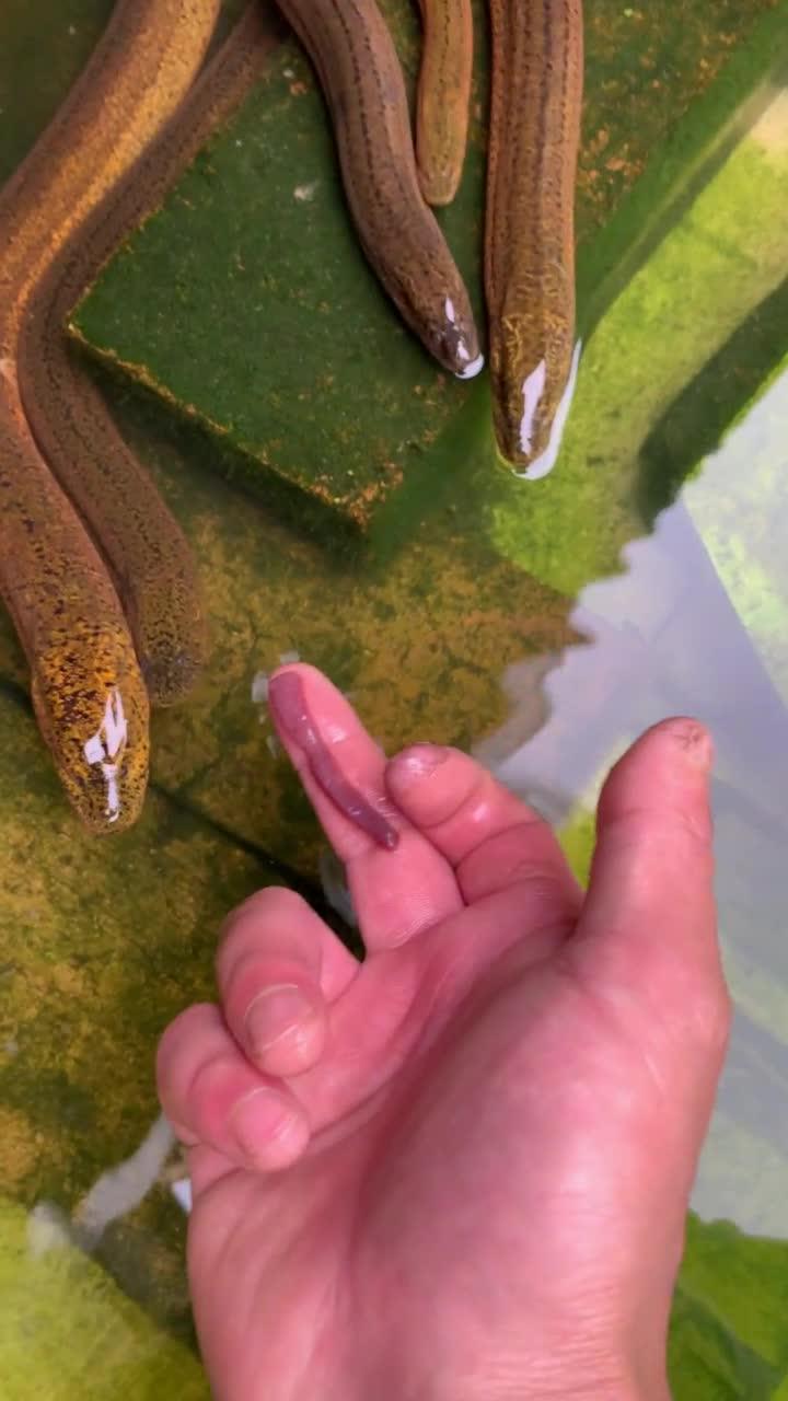 这狗鳝有反骨这玩意只能中午喂