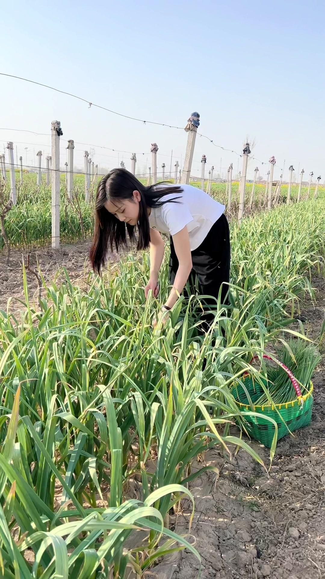 老家的新蒜苔长出来了下地滴蒜苔这样一腌又有下饭菜咯