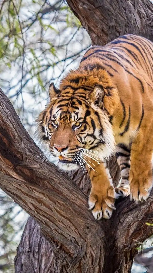 老虎本想爬上树饱餐一顿,结果没想到