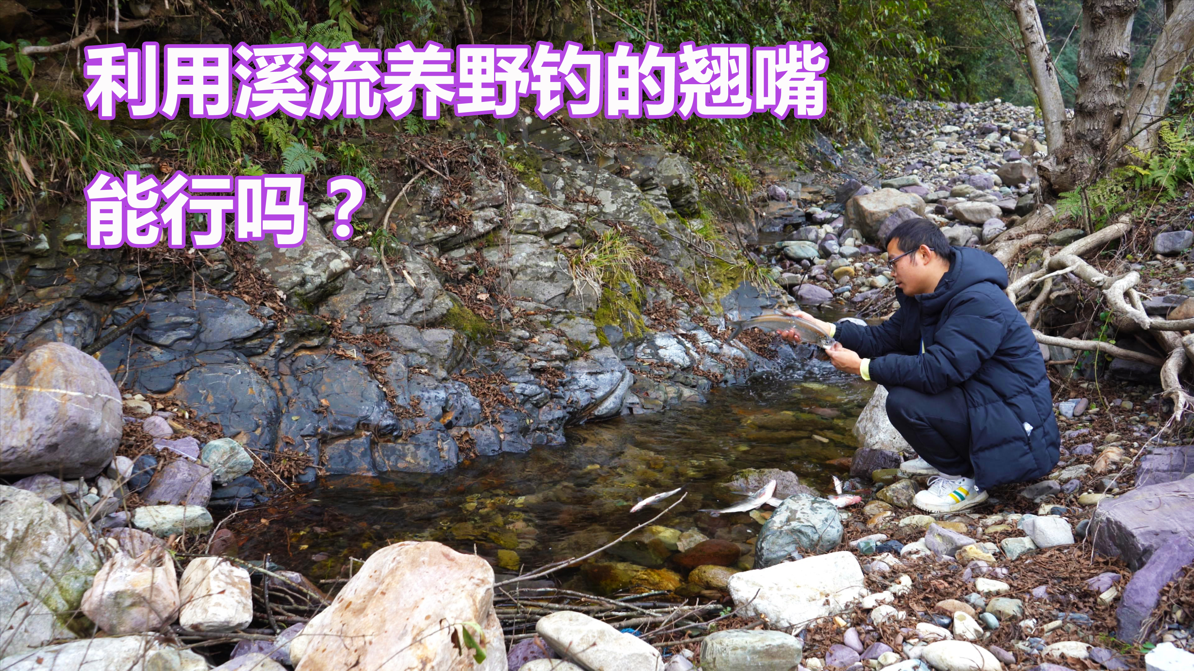 利用自然溪流养野钓的翘嘴,之前放了几条做实验,今天看看咋样了