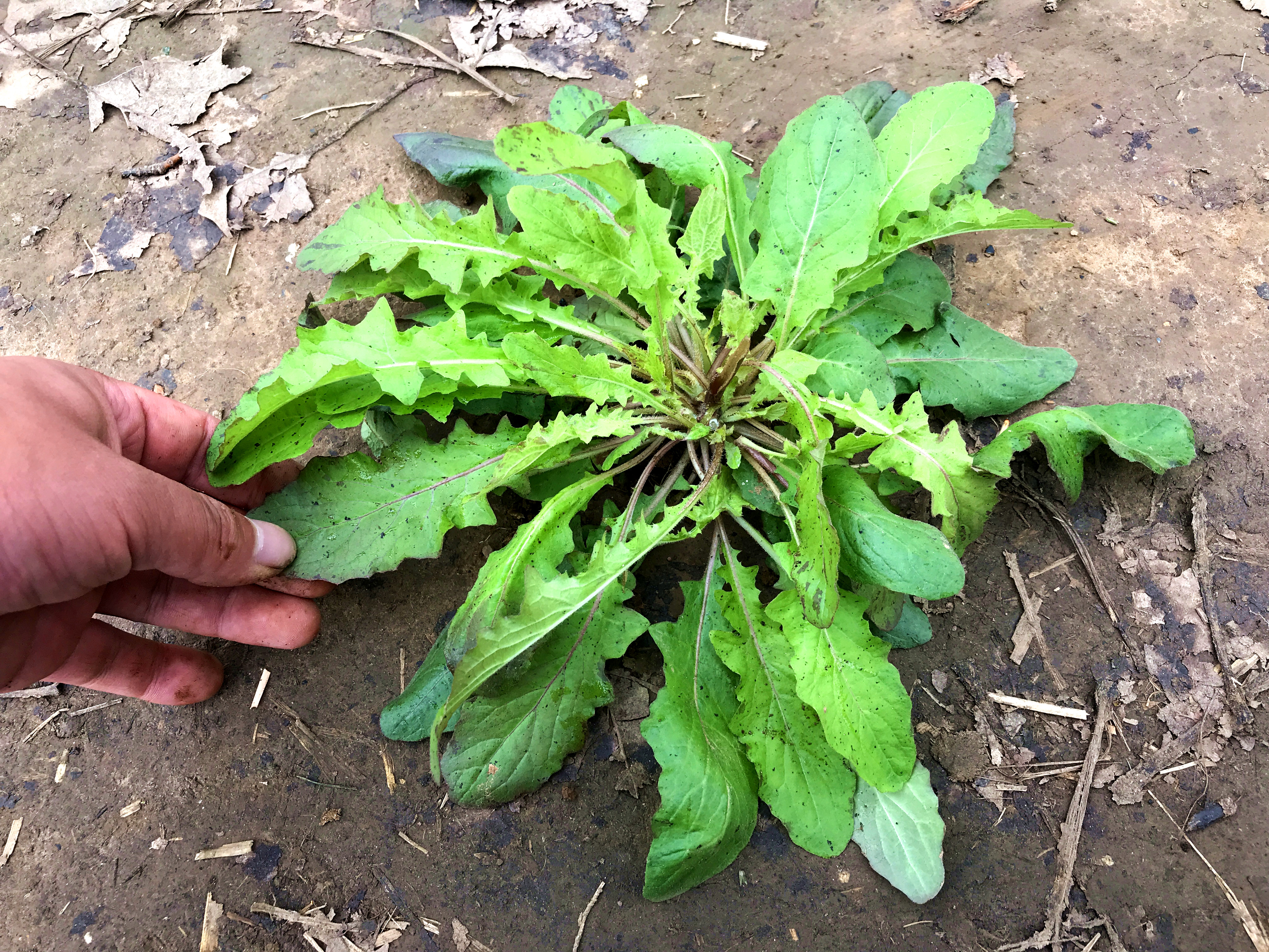 还阳草又叫“还魂草”,是一种可以吃的野菜,看视频了解更多