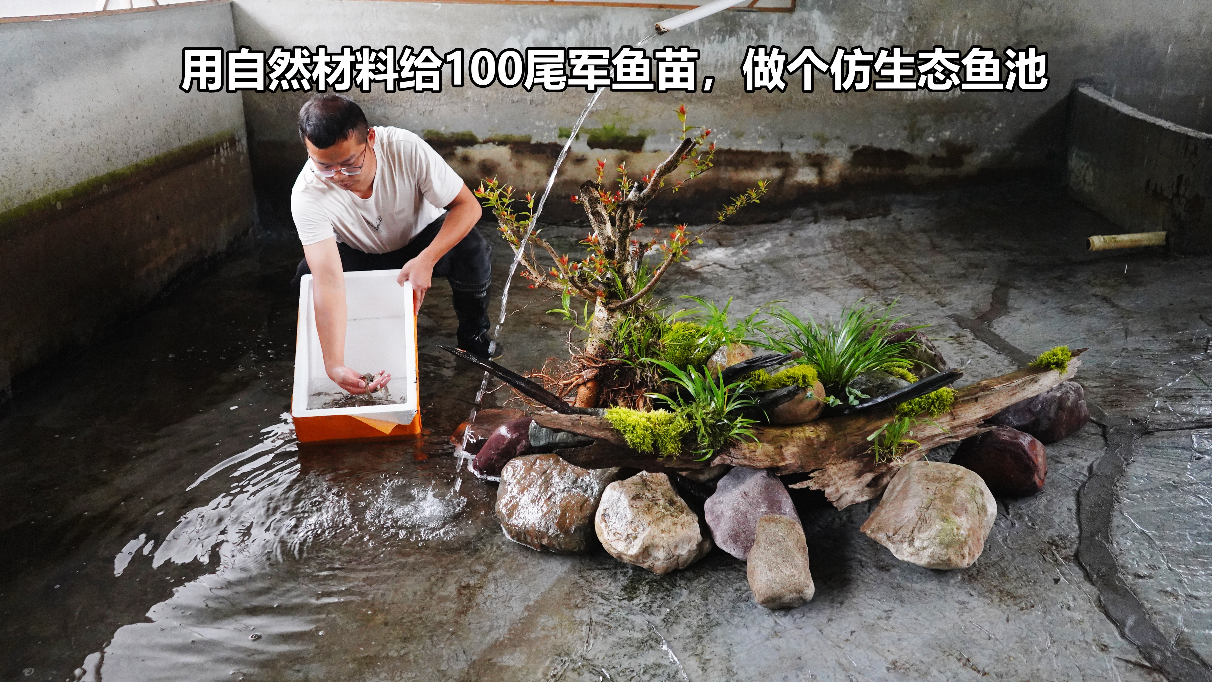 花300元买了100尾公认难养的军鱼苗,做个原生池模拟自然试养看看