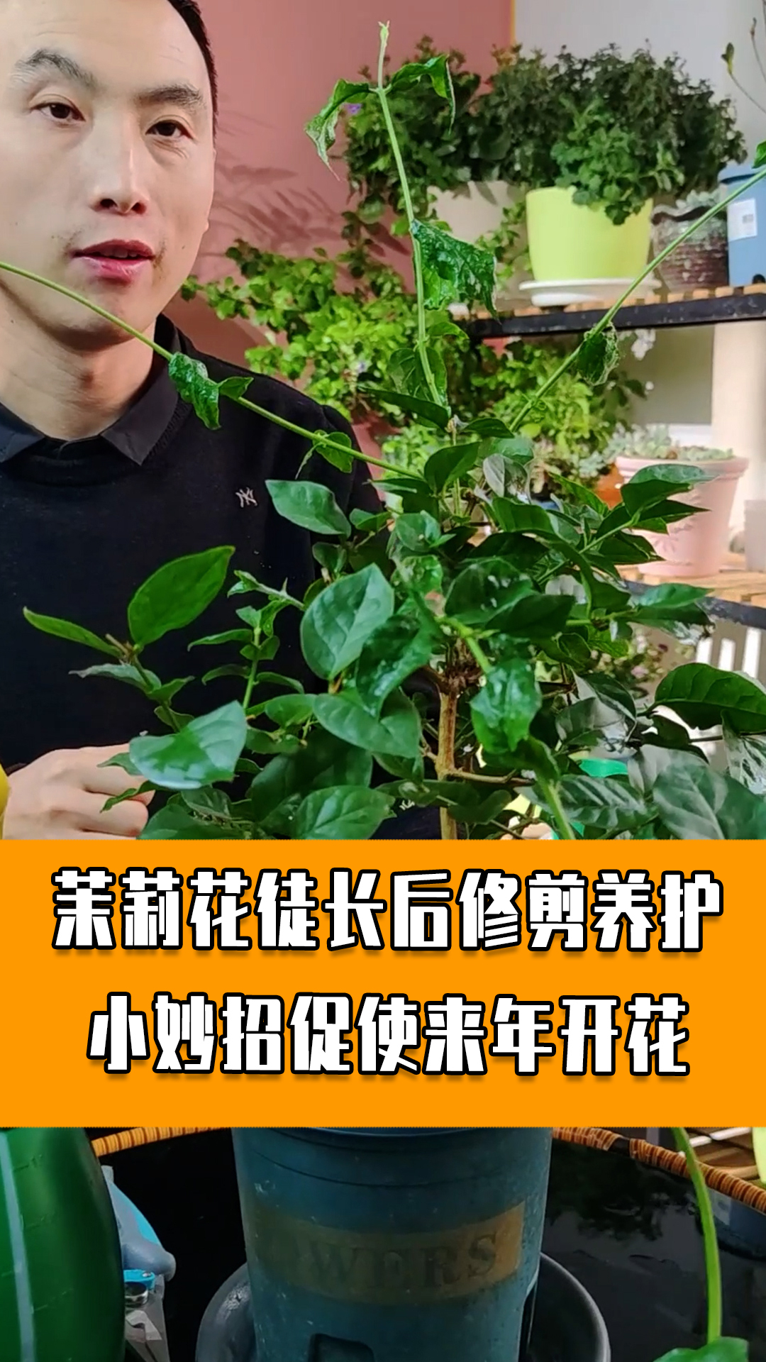 茉莉花冬天容易疯长应该怎么修剪呢