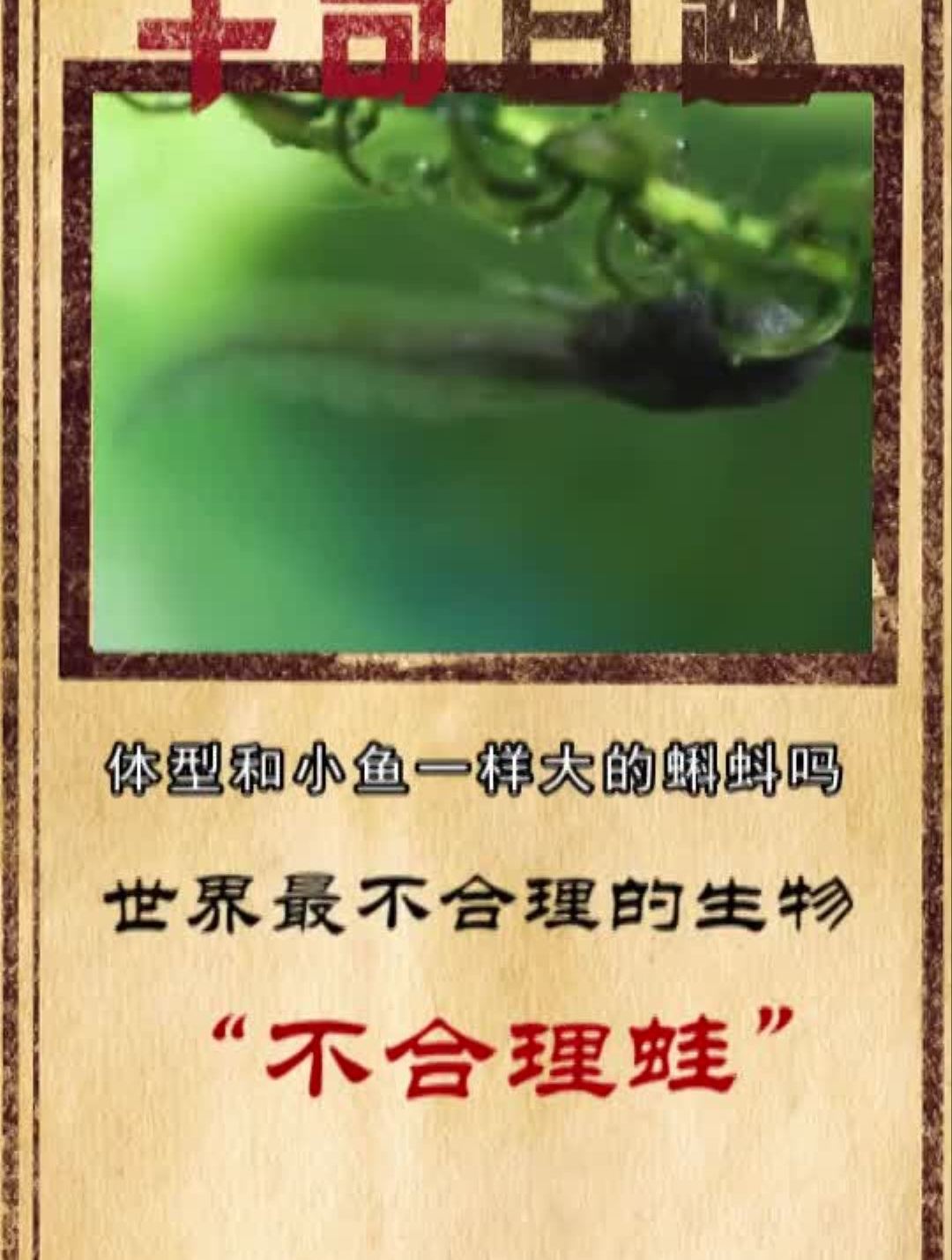 世界上最不合理的生物不合理蛙奇趣猎奇稀有物种稀有物种