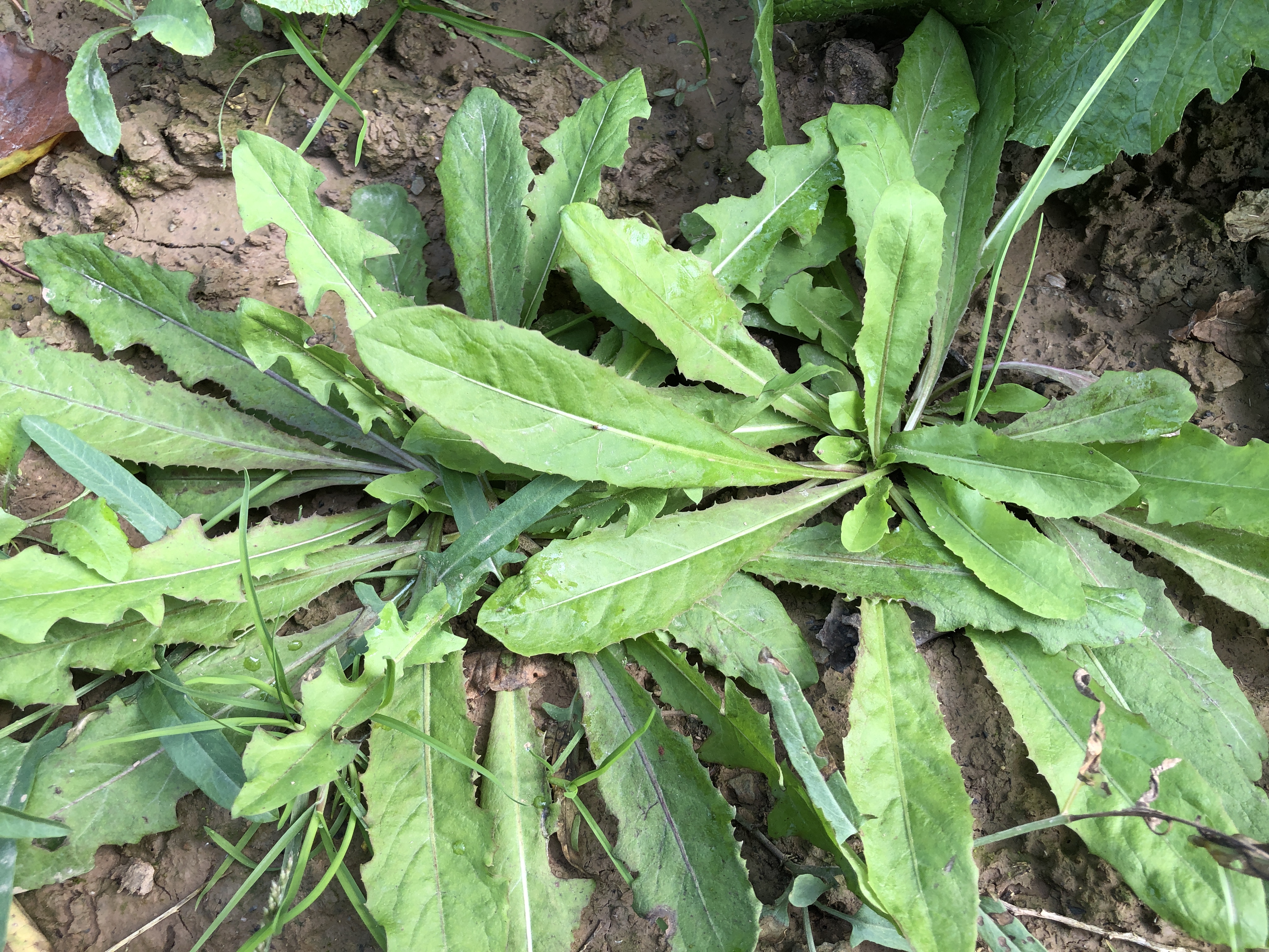 农村的苦苣菜是个宝,到底有啥好处懂的人不多,看完视频就了解了