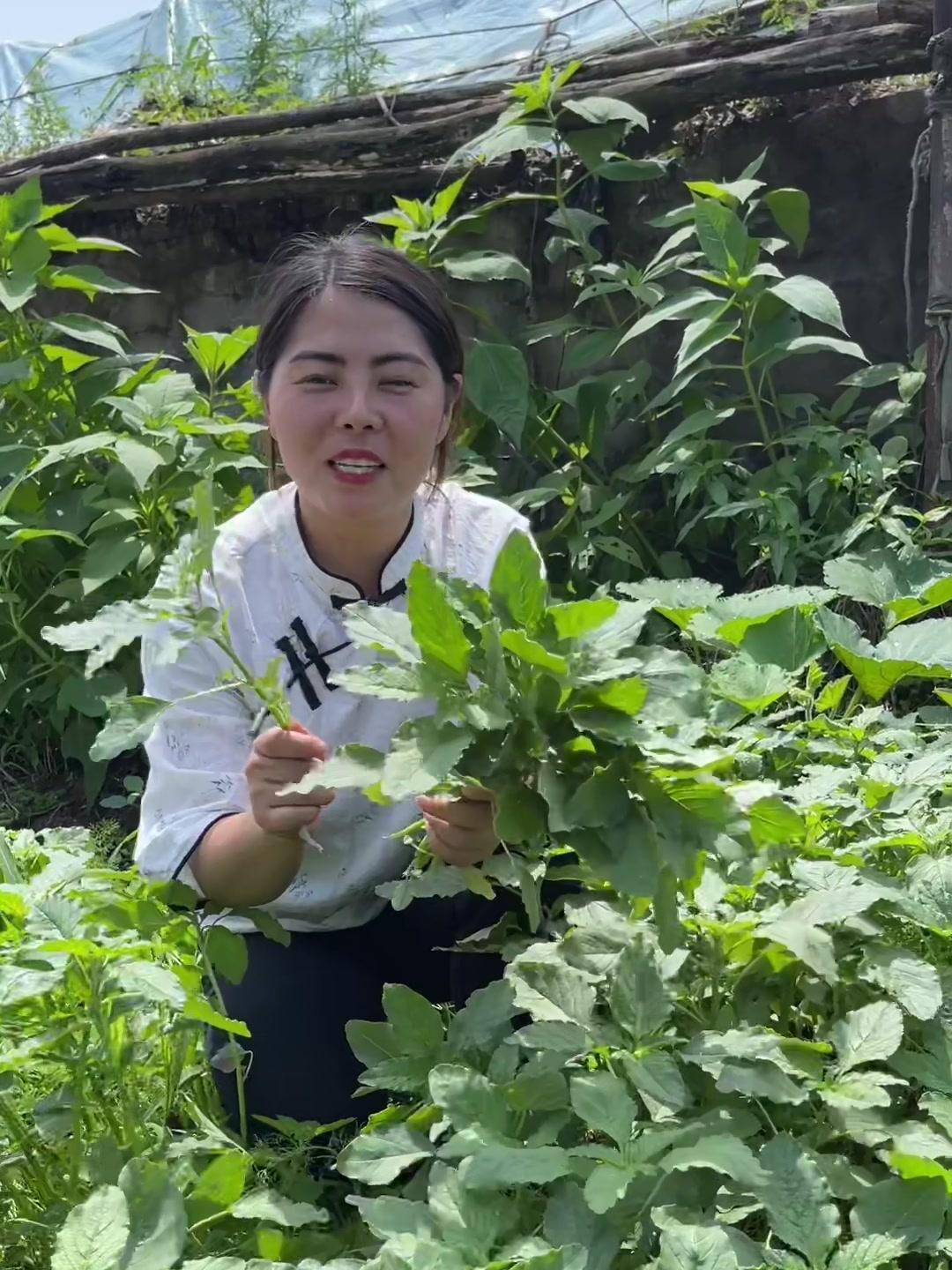 在农村很常见的野苋菜,又名母猪菜,你的家乡怎么称呼它的-度小视