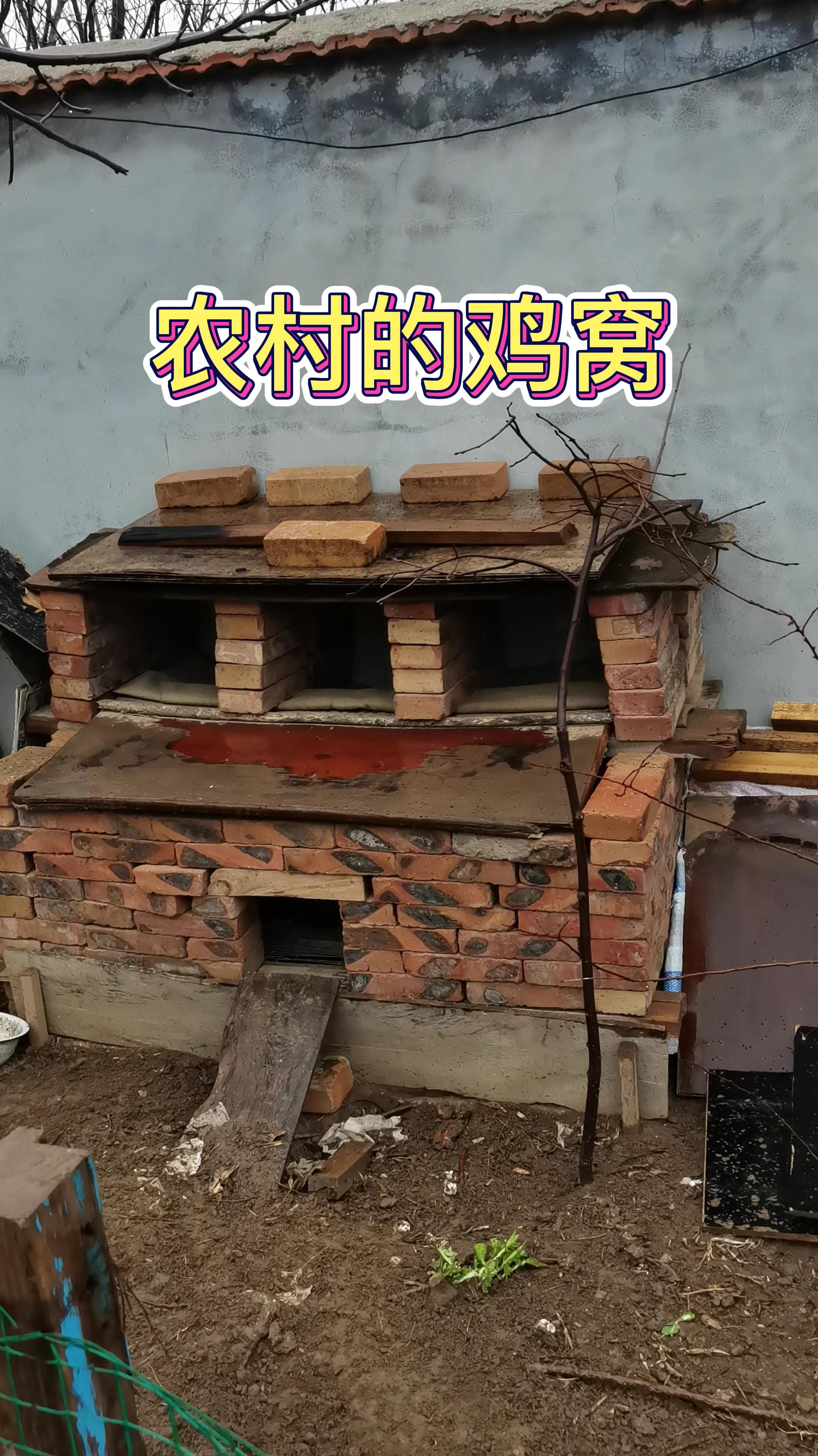 农村的鸡窝,每天下的蛋,够孩子吃的!-度小视