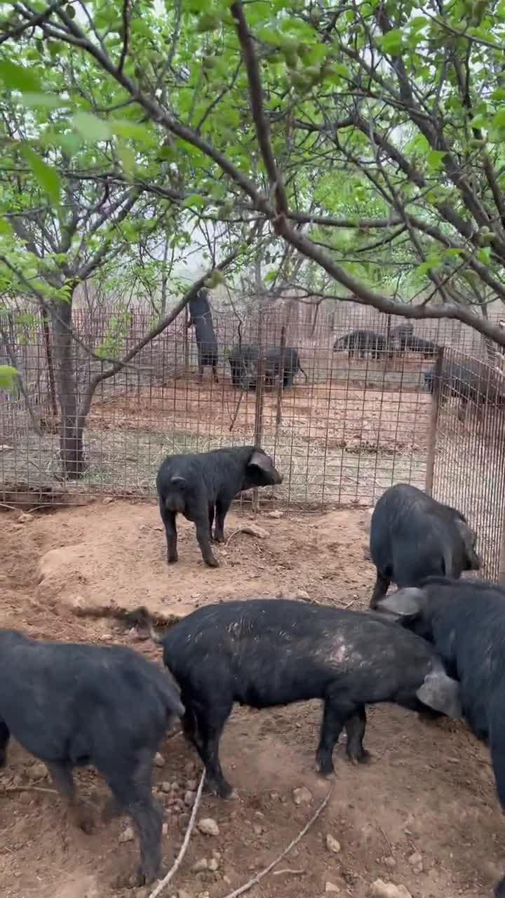 露天猪舍养猪优缺点图片