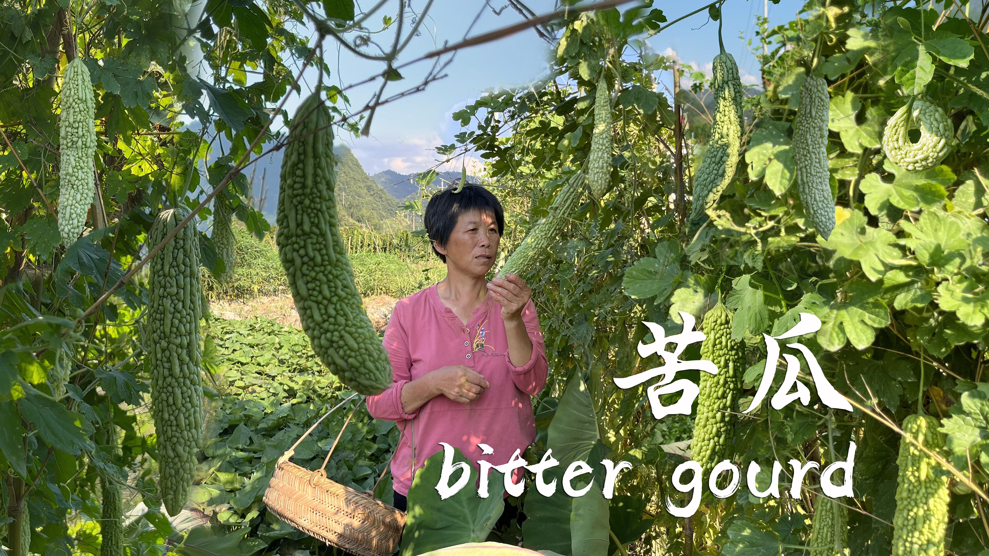 一条条苦瓜挂枝腾,阿嬷做苦瓜凉虾和苦瓜酿肉,嫩滑消暑柔软清甜