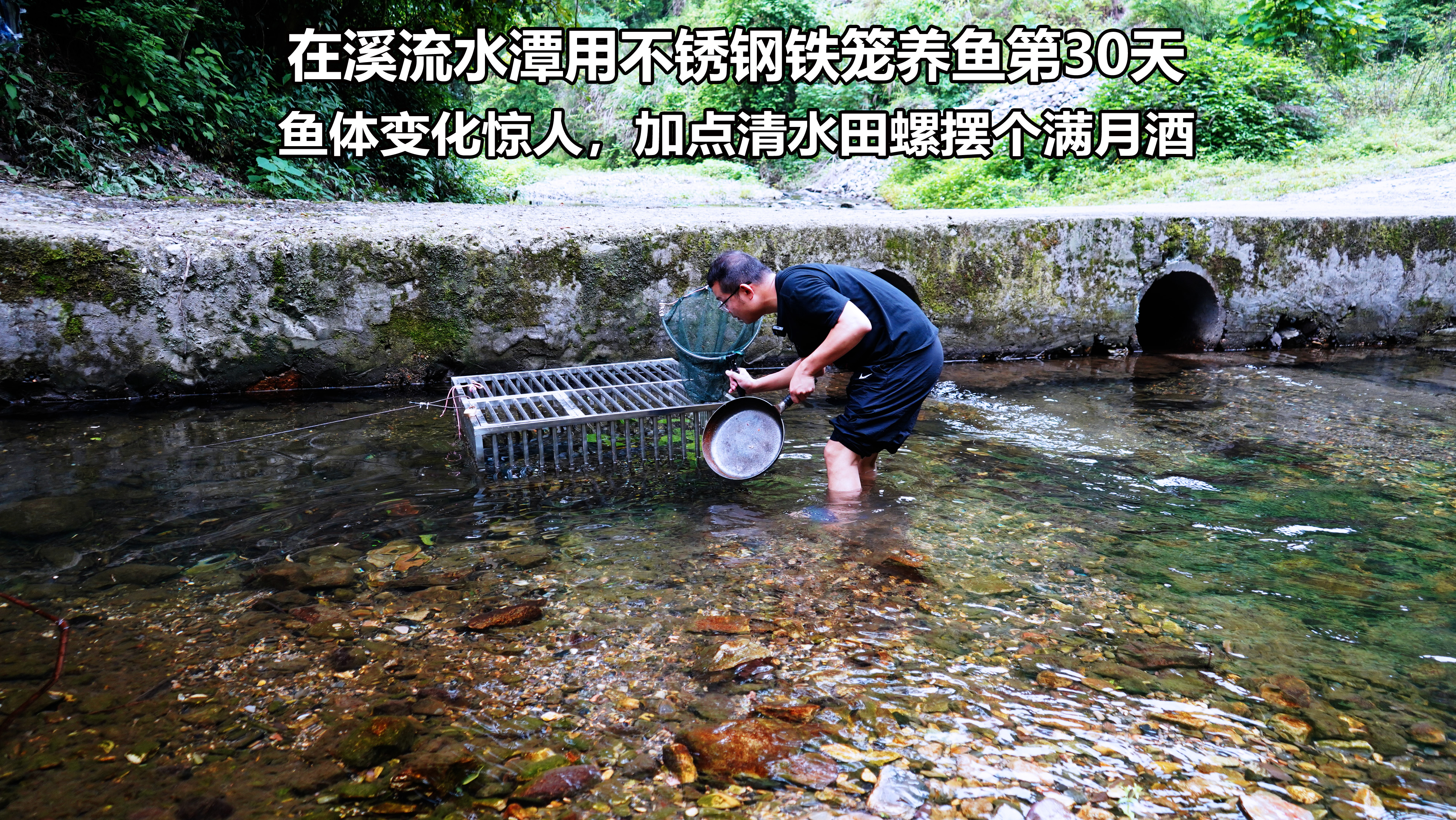 花1000定制不锈钢笼溪流养鱼第30天,鱼体变化惊人,今天犒劳下