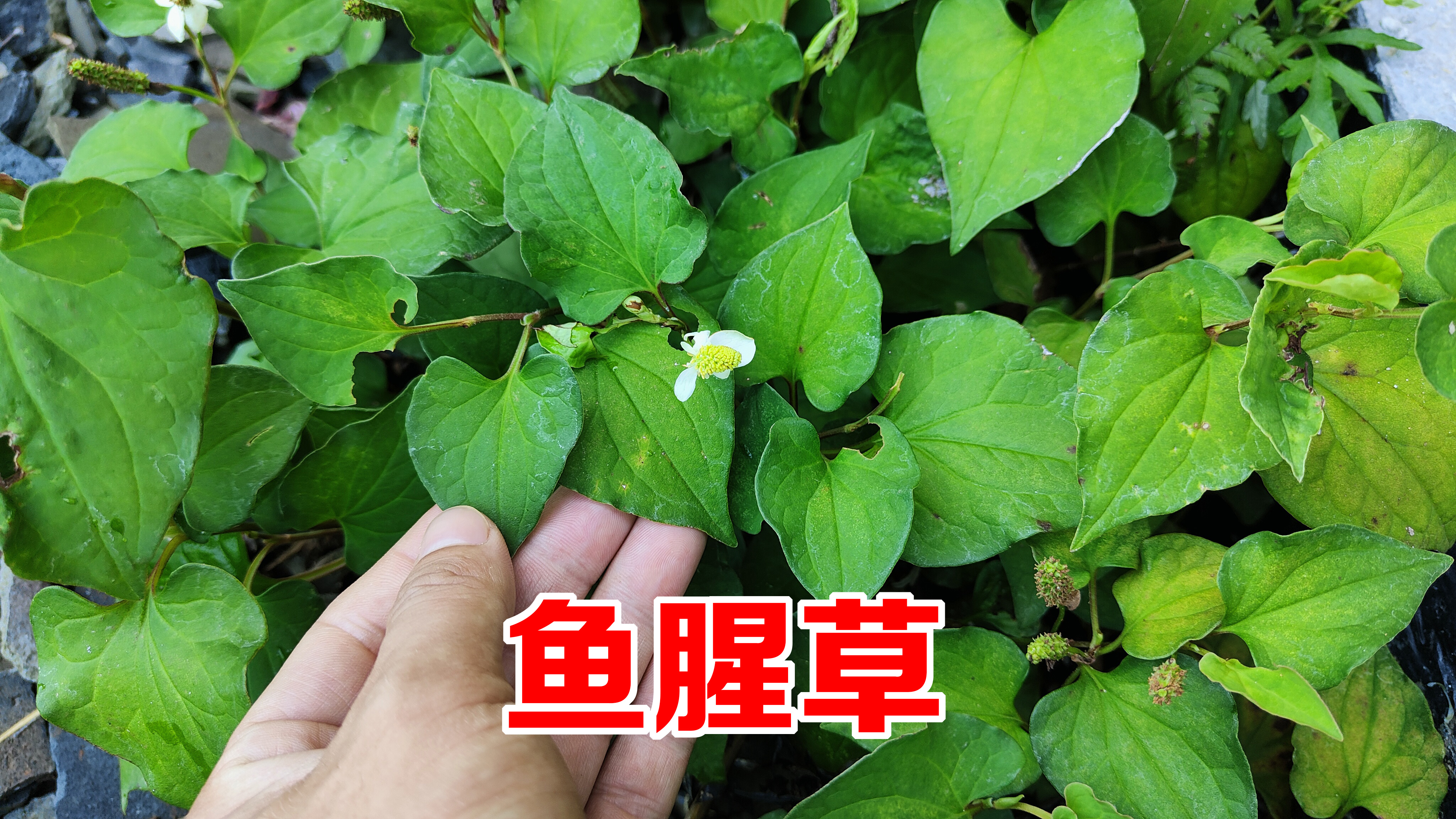 鱼腥草加生姜作用太厉害了,可惜很多人却不知道,或许对你有帮助