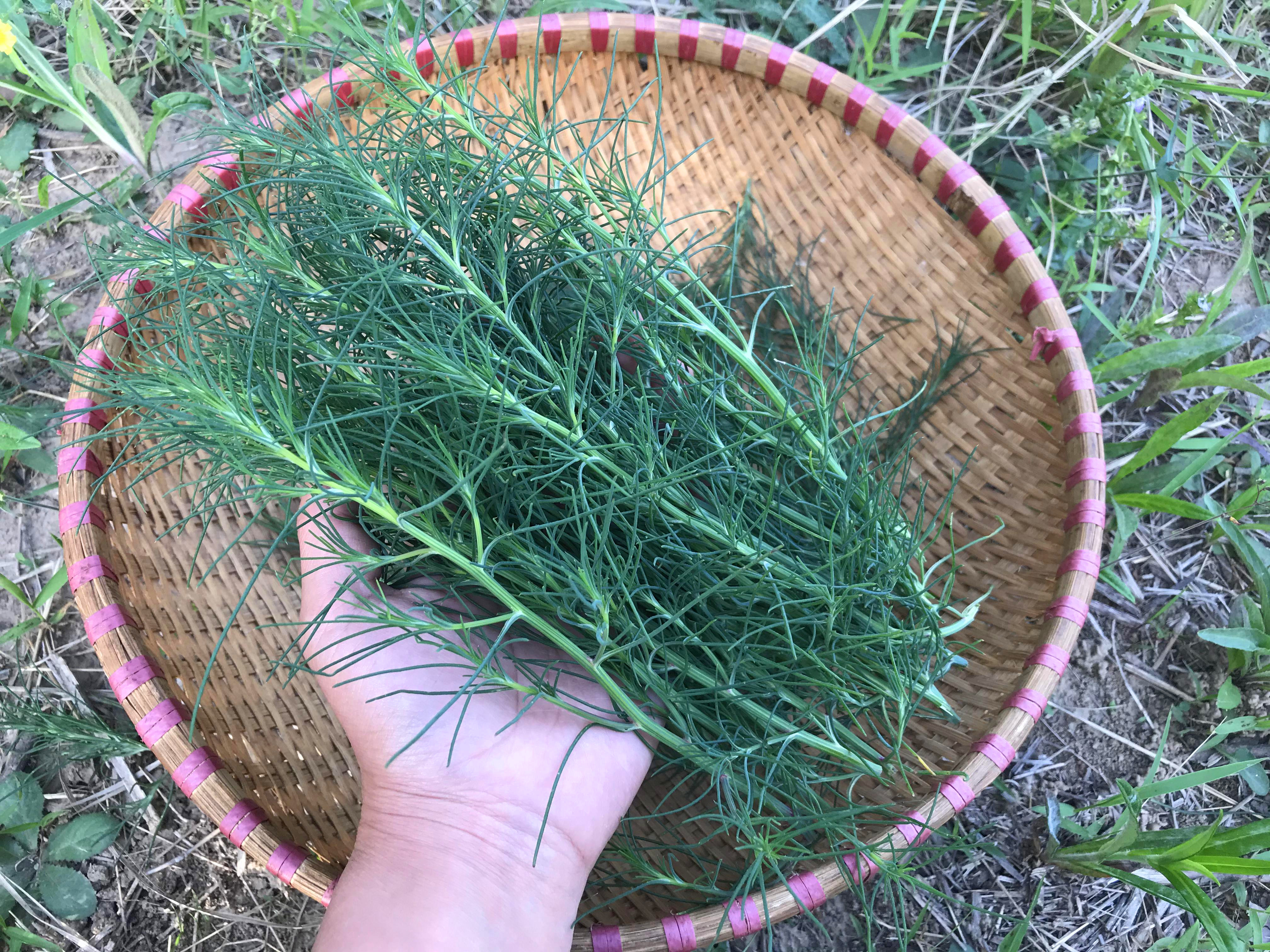 猪毛菜是夏季最好吃的野菜,比马齿苋还好吃,但瘦人不能多吃