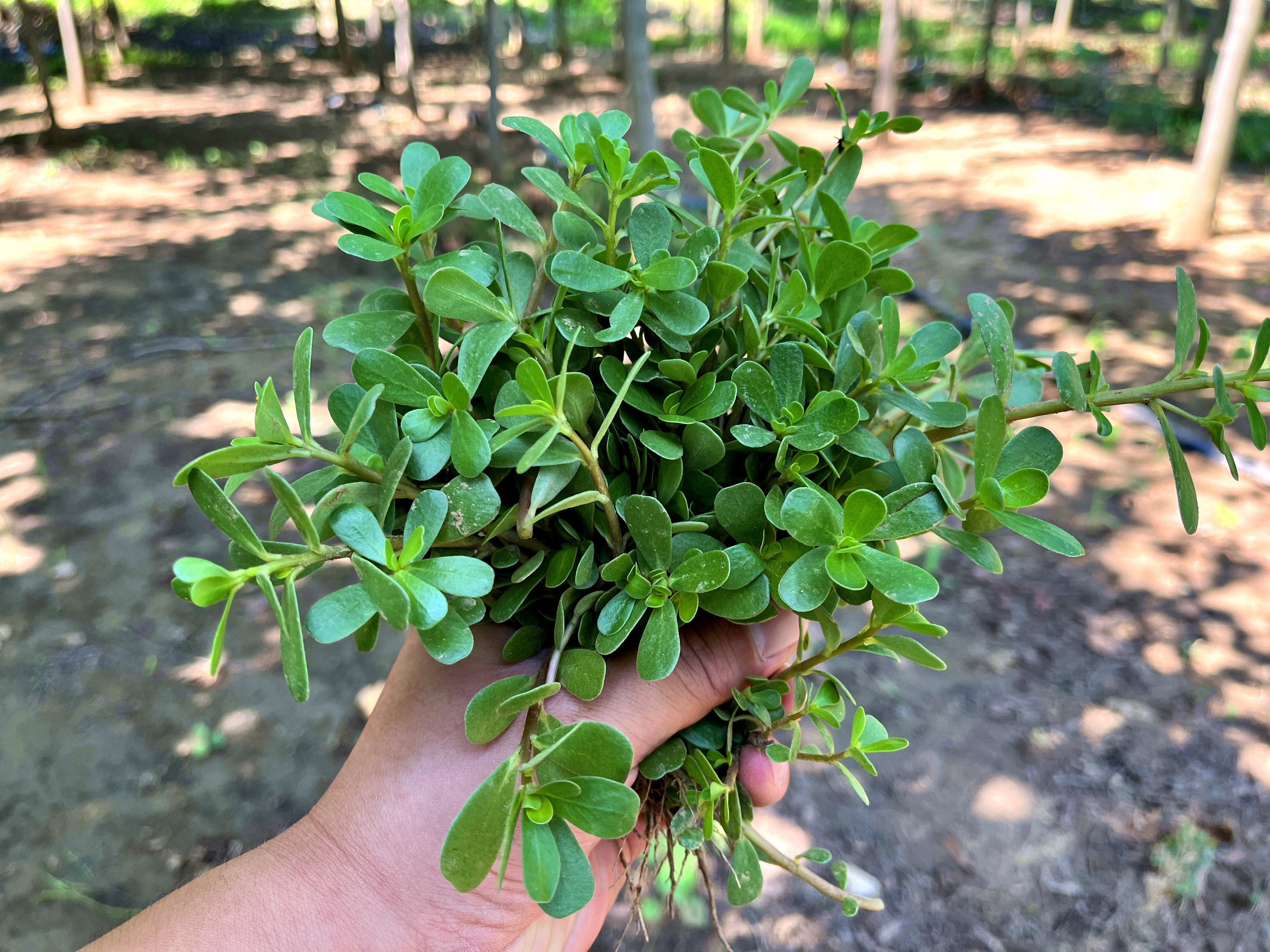 夏天最好吃的野菜“马齿苋”,它的价值还有人不知道?