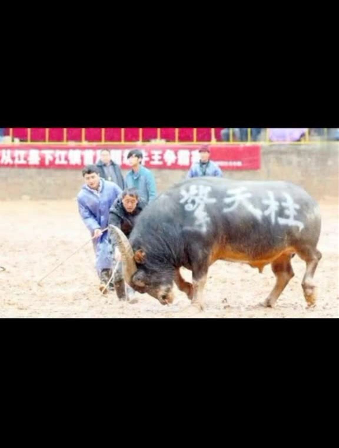 中国擎天柱牛王擎天柱