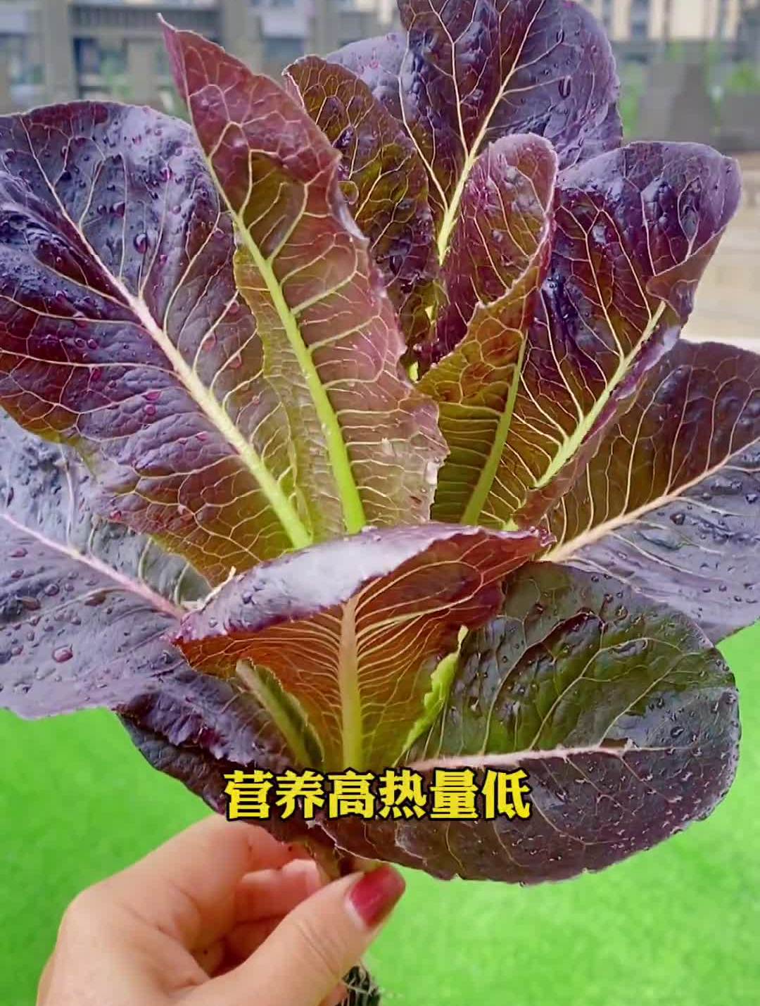 蔬菜中的天花板,就是这个咖啡香麦菜-度小视