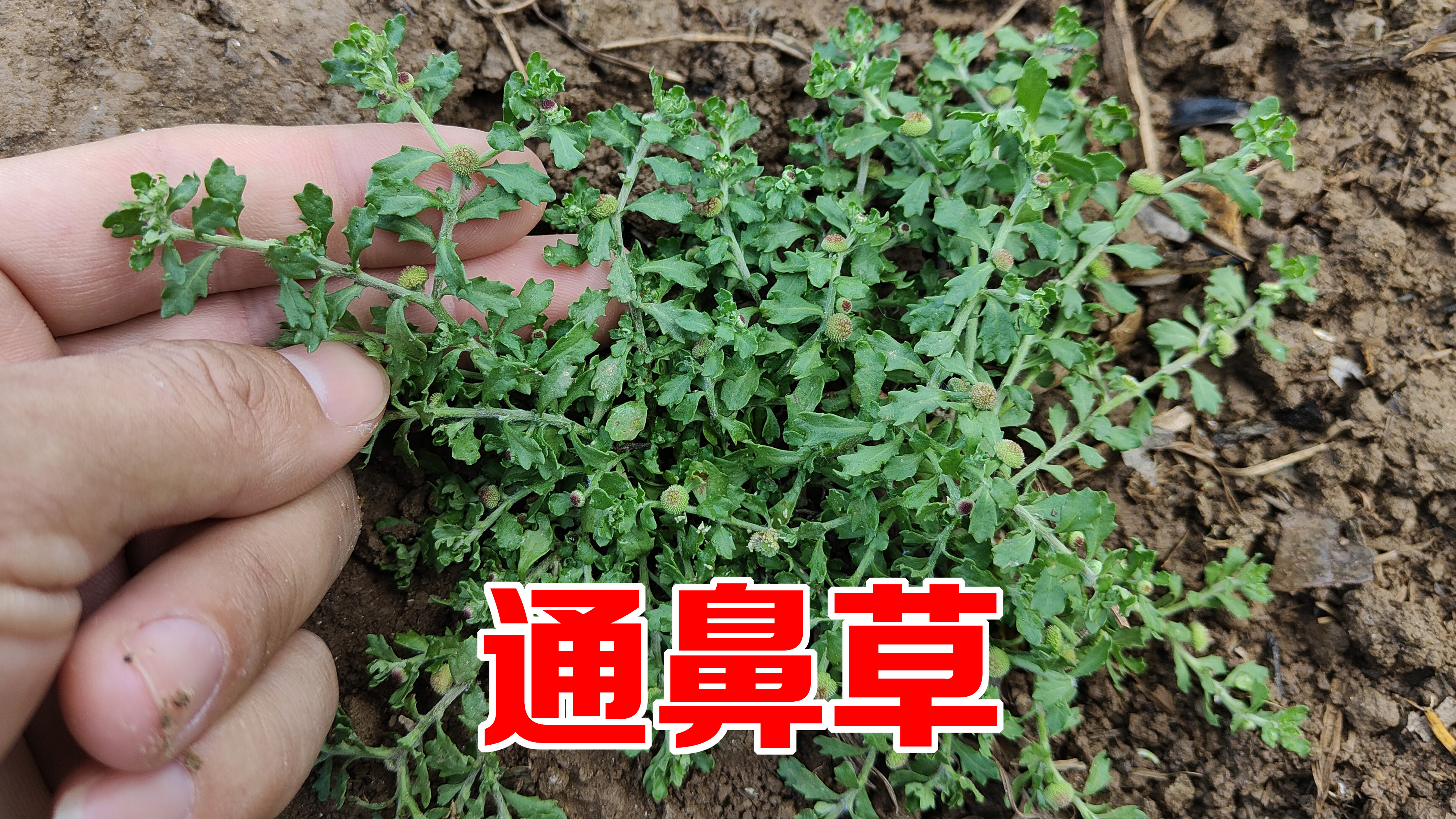 农村鹅不食草被称为“通鼻草”，价值原来这么大！遇见挖些回家