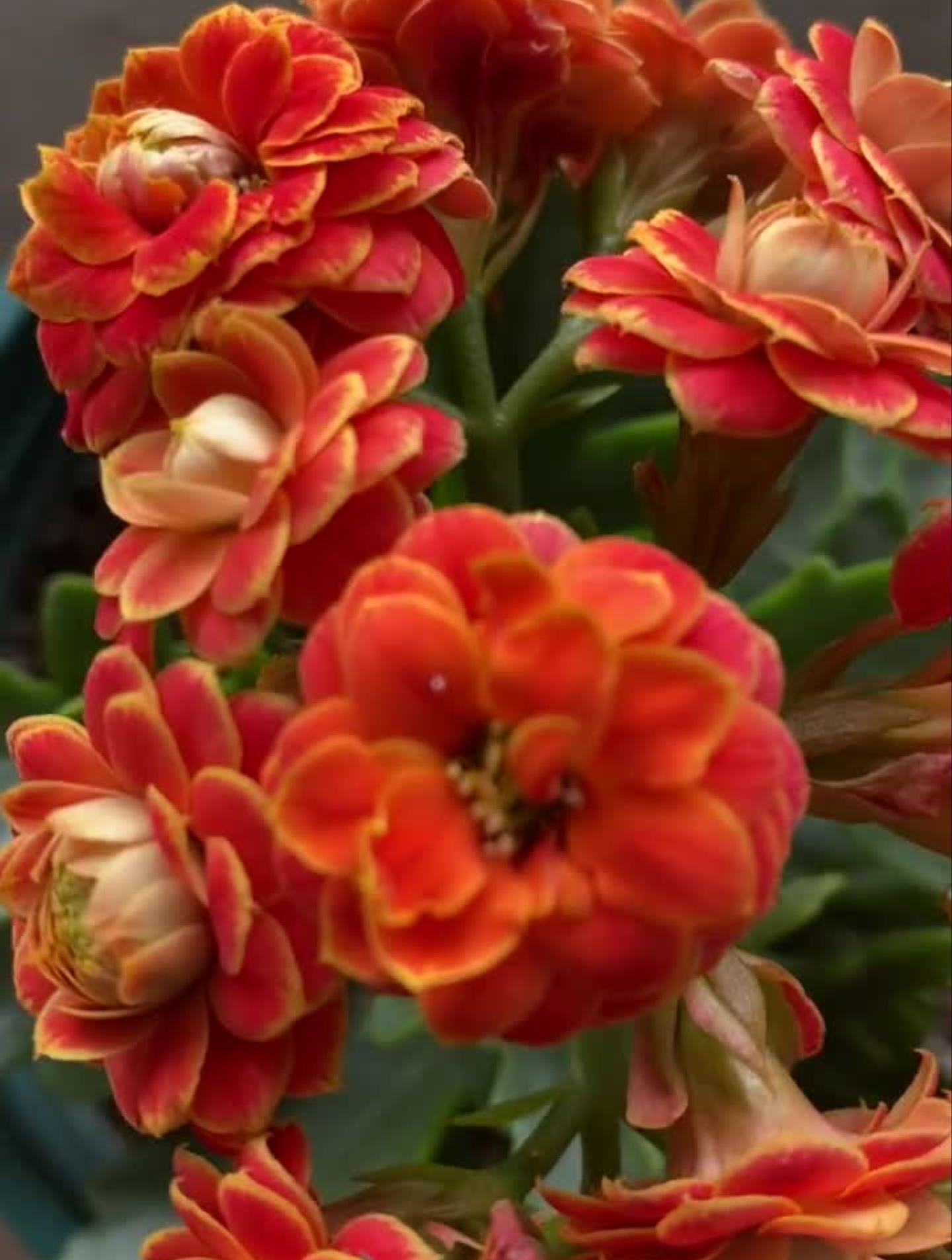 金狐狸长寿花一花一草一世界花卉绿植知识分享家庭养花小知识-度小视