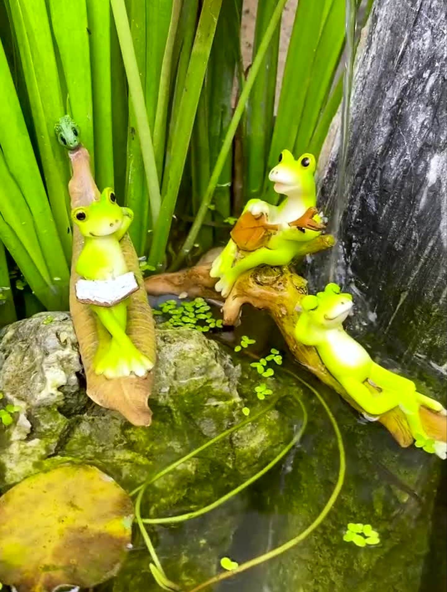 看着这小青蛙悠闲自在的生活,我仅仅只能羡慕而已-度小视